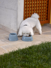 Gamelle plastique coloris assortis, 2x200ml