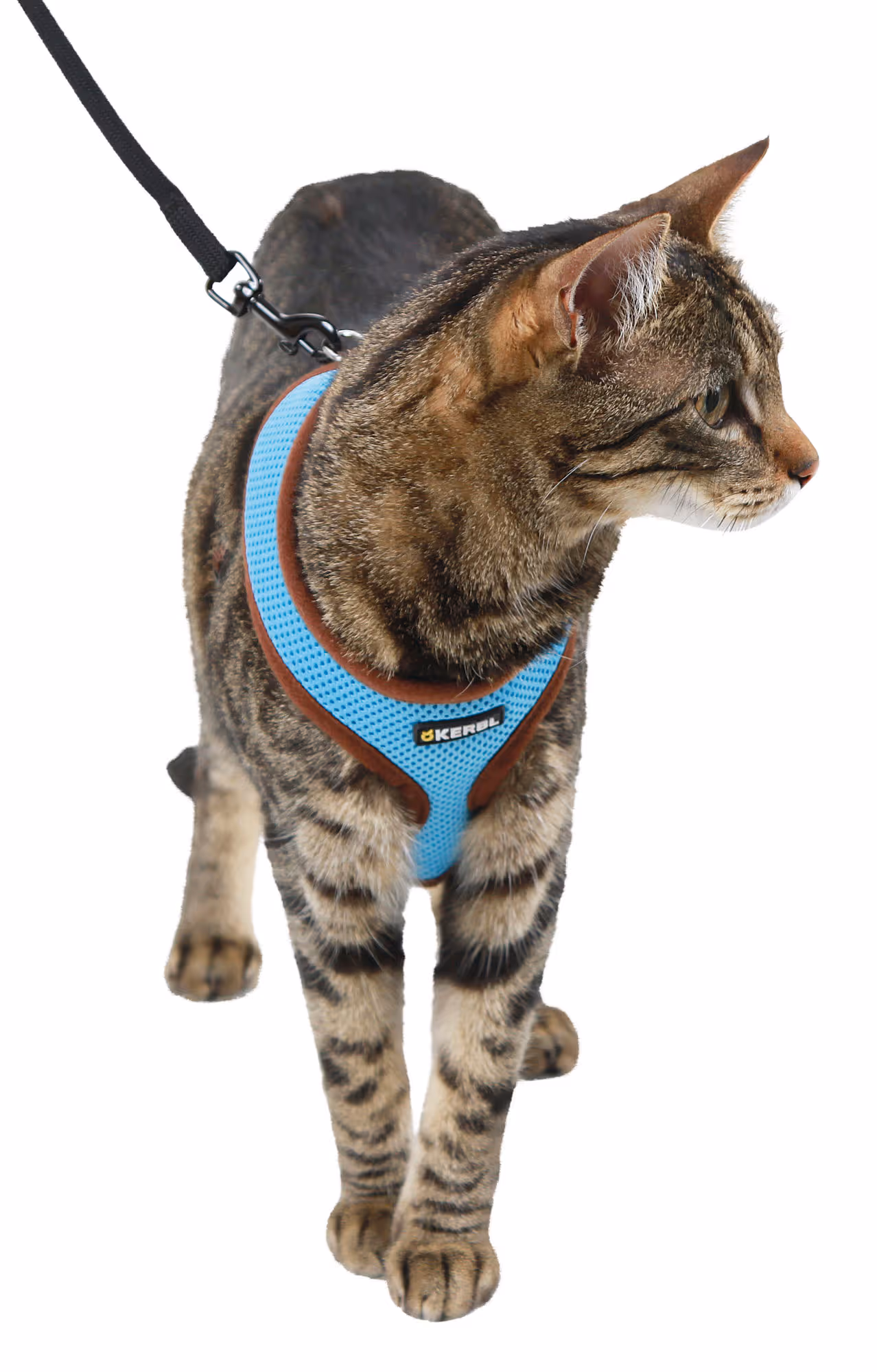 Harnais bleu pour chat Active avec laisse 120 cm