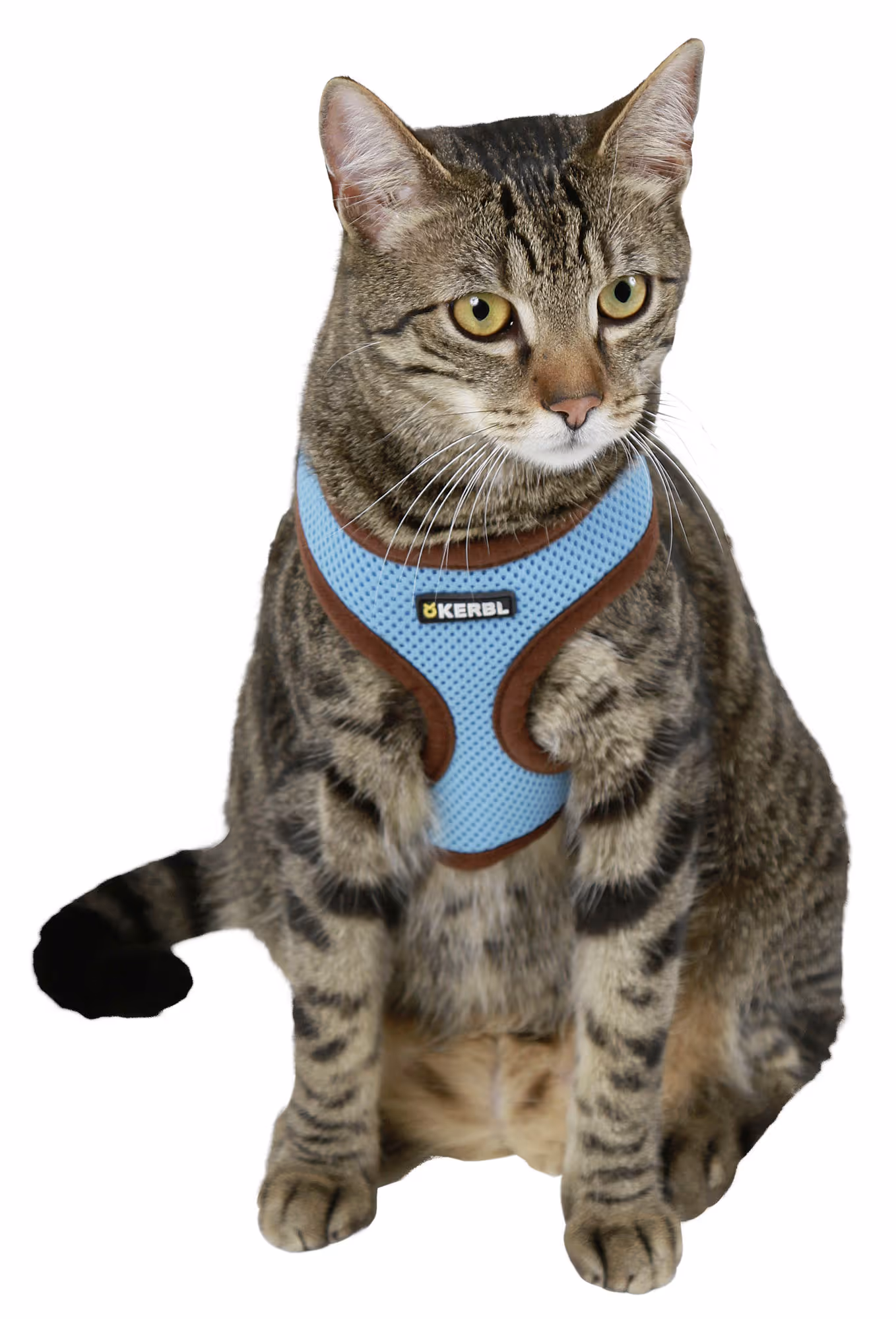 Harnais bleu pour chat Active avec laisse 120 cm