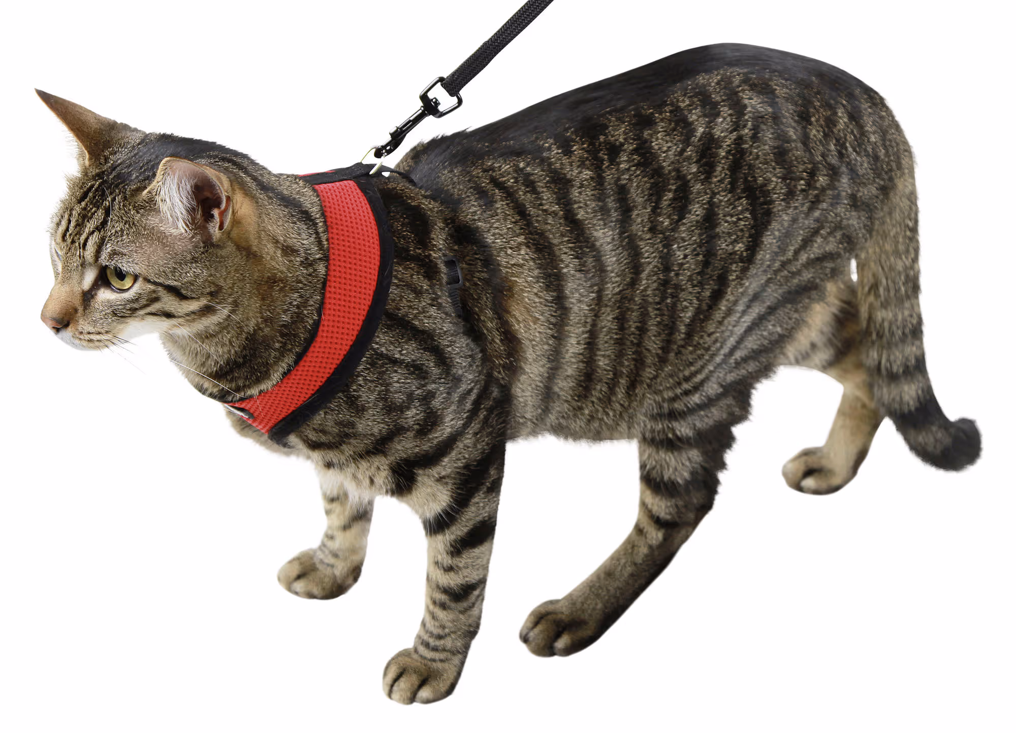 Harnais pour chat Active rouge, avec laisse 120cm