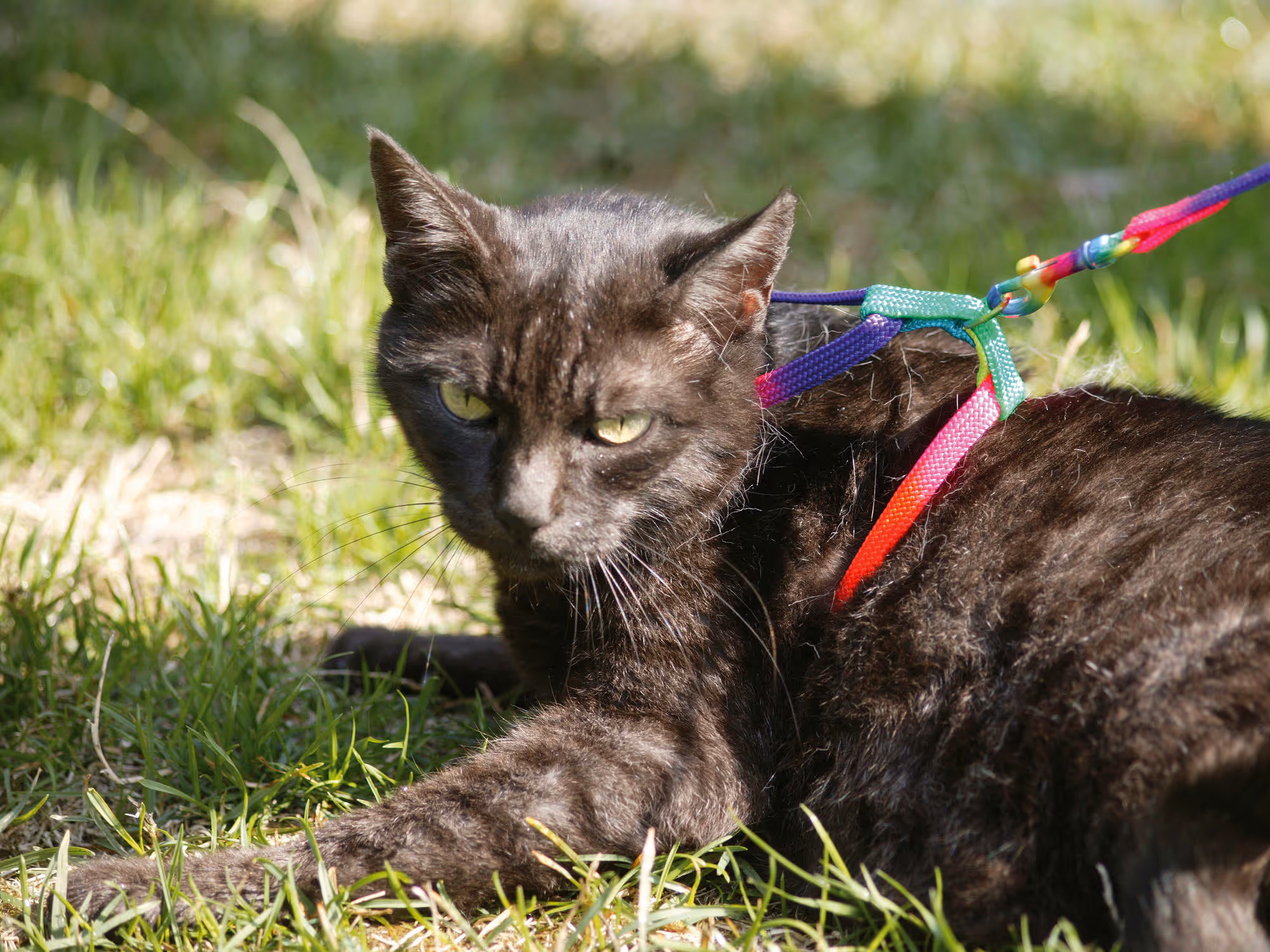 Harnais pour chat Rainbow multicolore, avec laisse 120cm