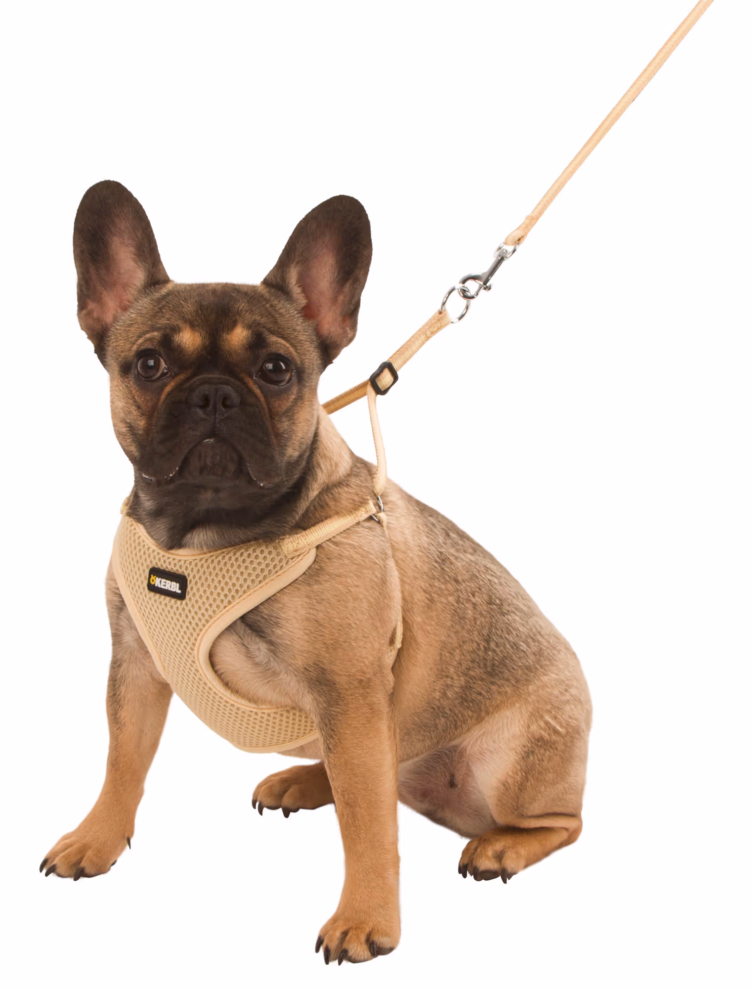 Harnais pour chiots beige, 24-44cm, 10mm