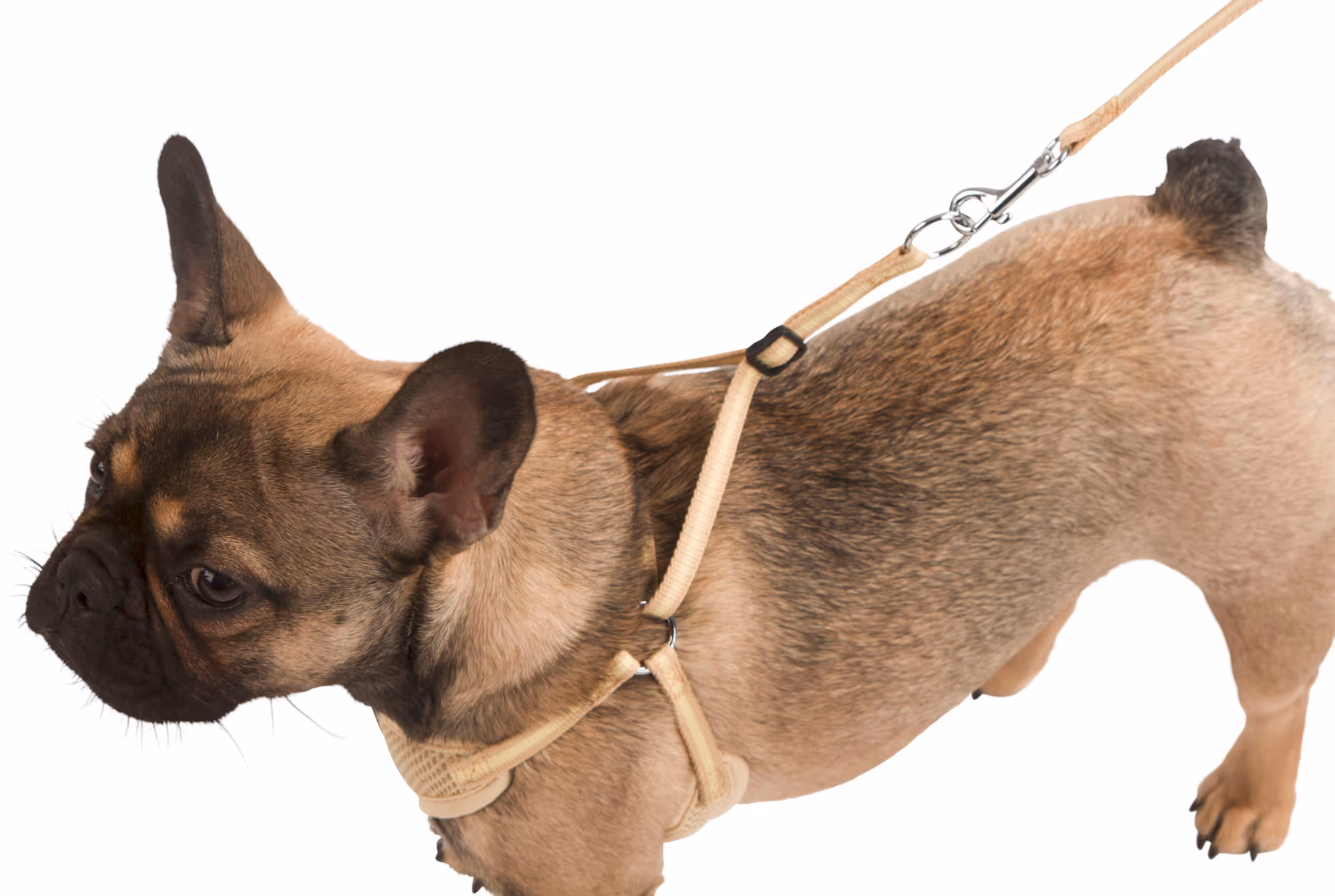 Harnais pour chiots beige, 24-44cm, 10mm