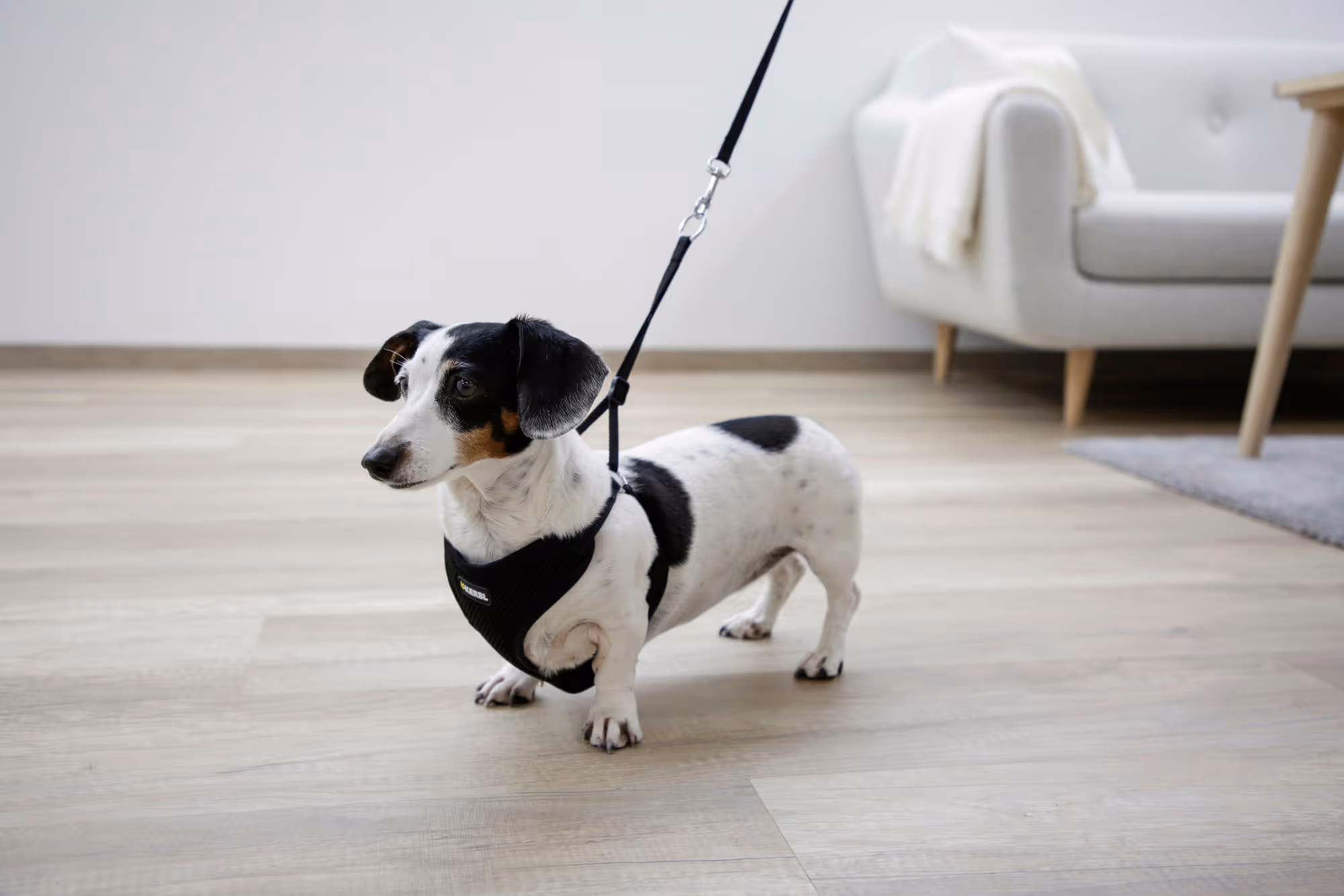 Harnais pour chiots noir, 30-50cm, 10mm