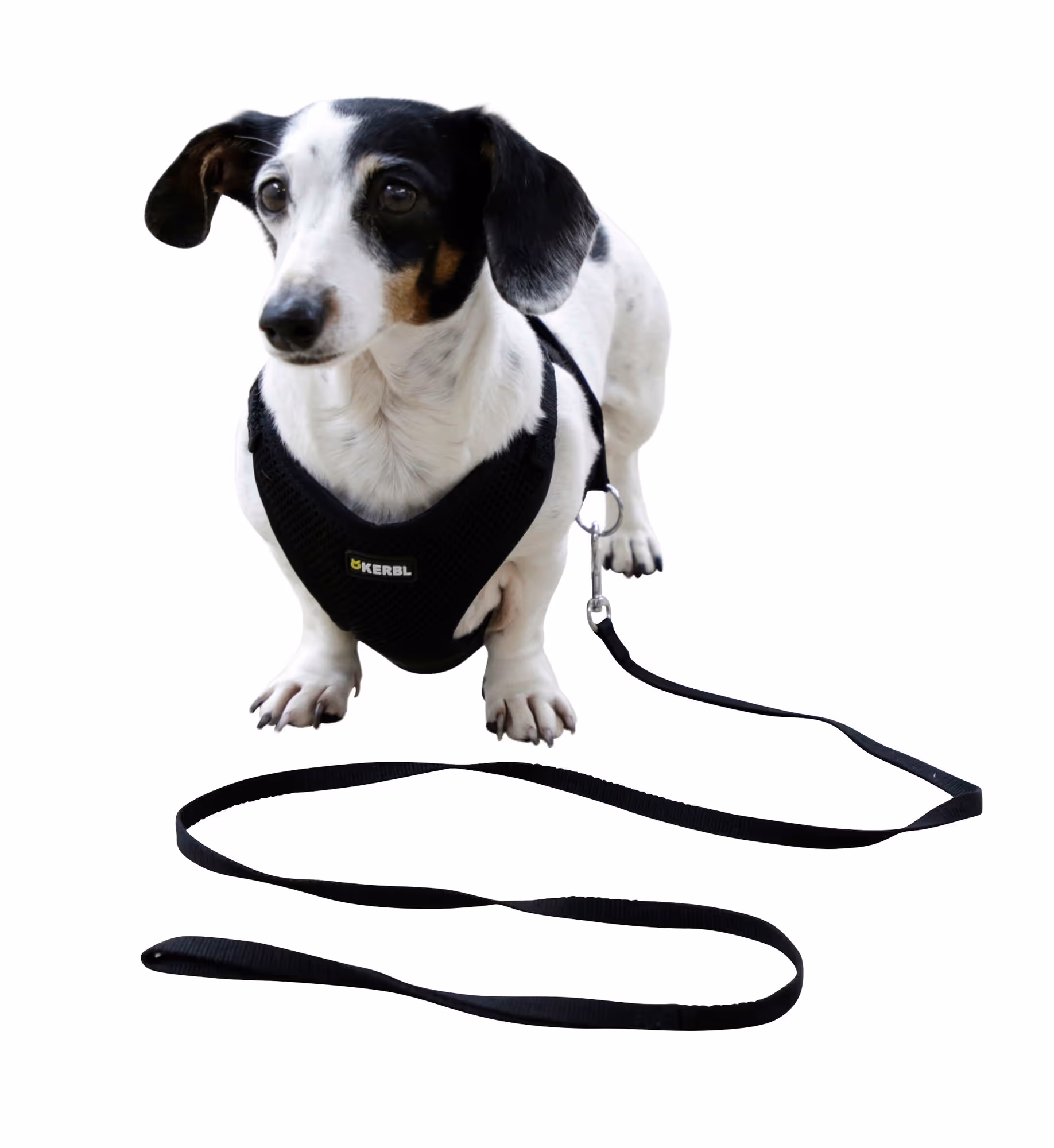 Harnais pour chiots noir, 30-50cm, 10mm