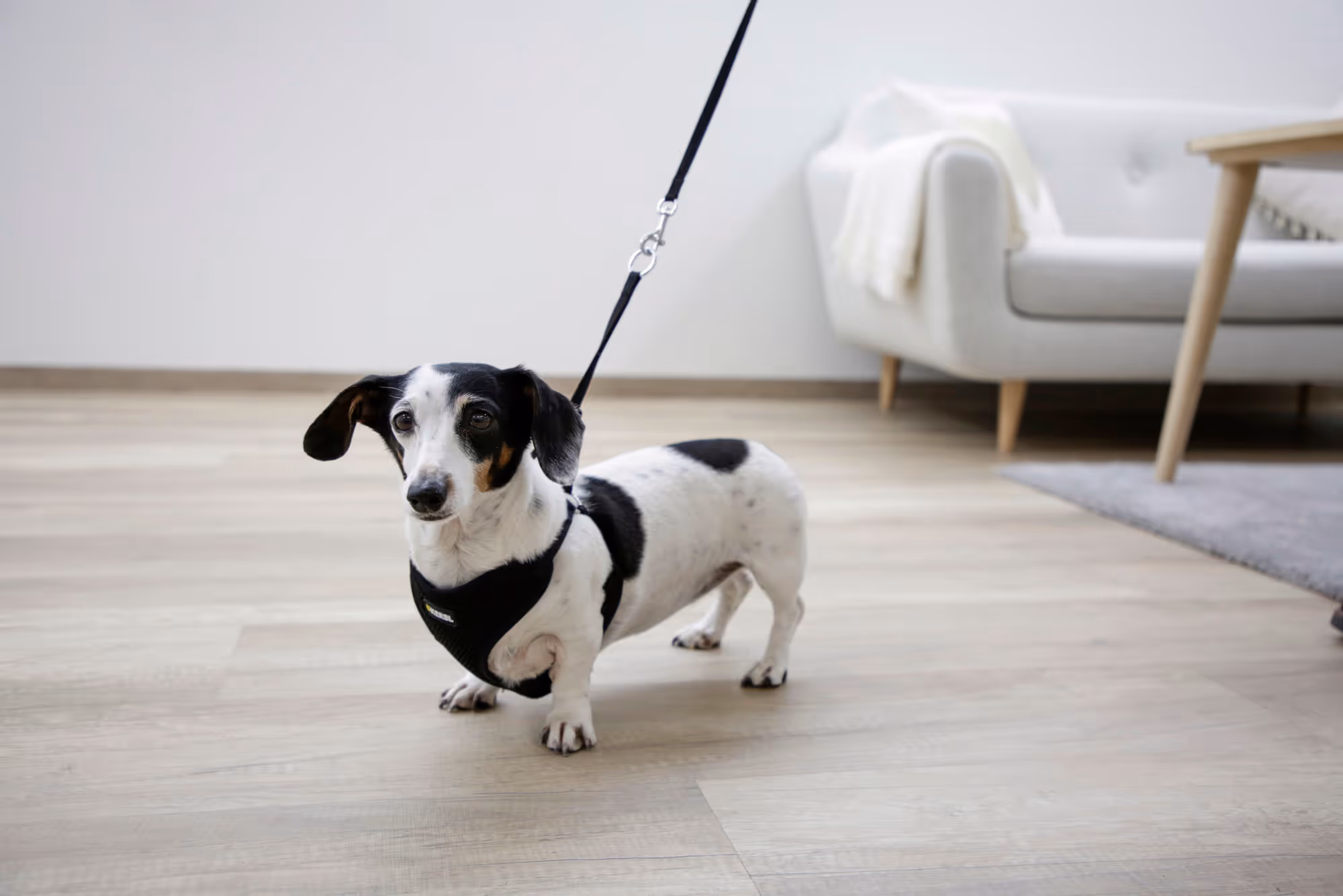 Harnais pour chiots noir, 30-50cm, 10mm