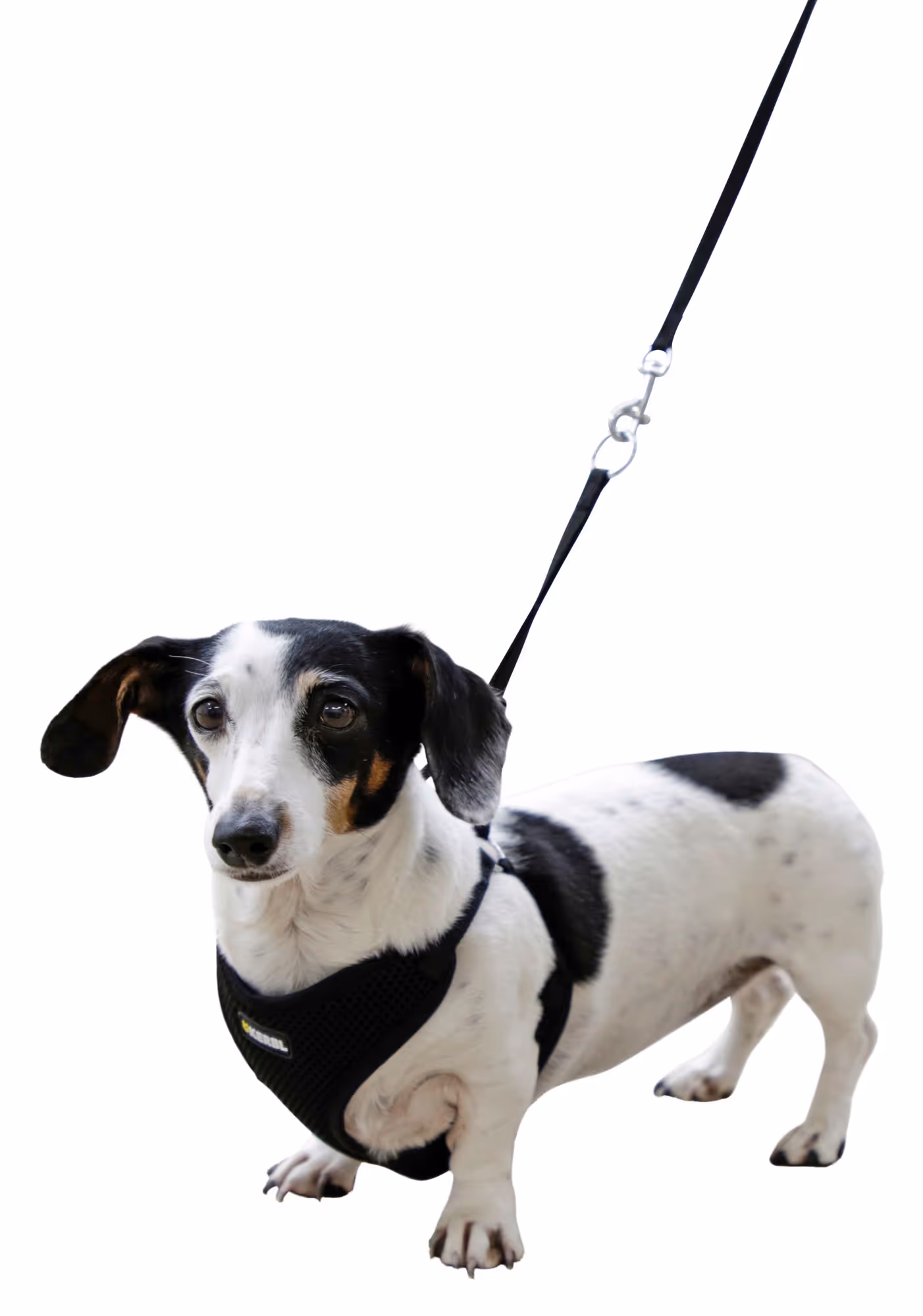 Harnais pour chiots noir, 30-50cm, 10mm