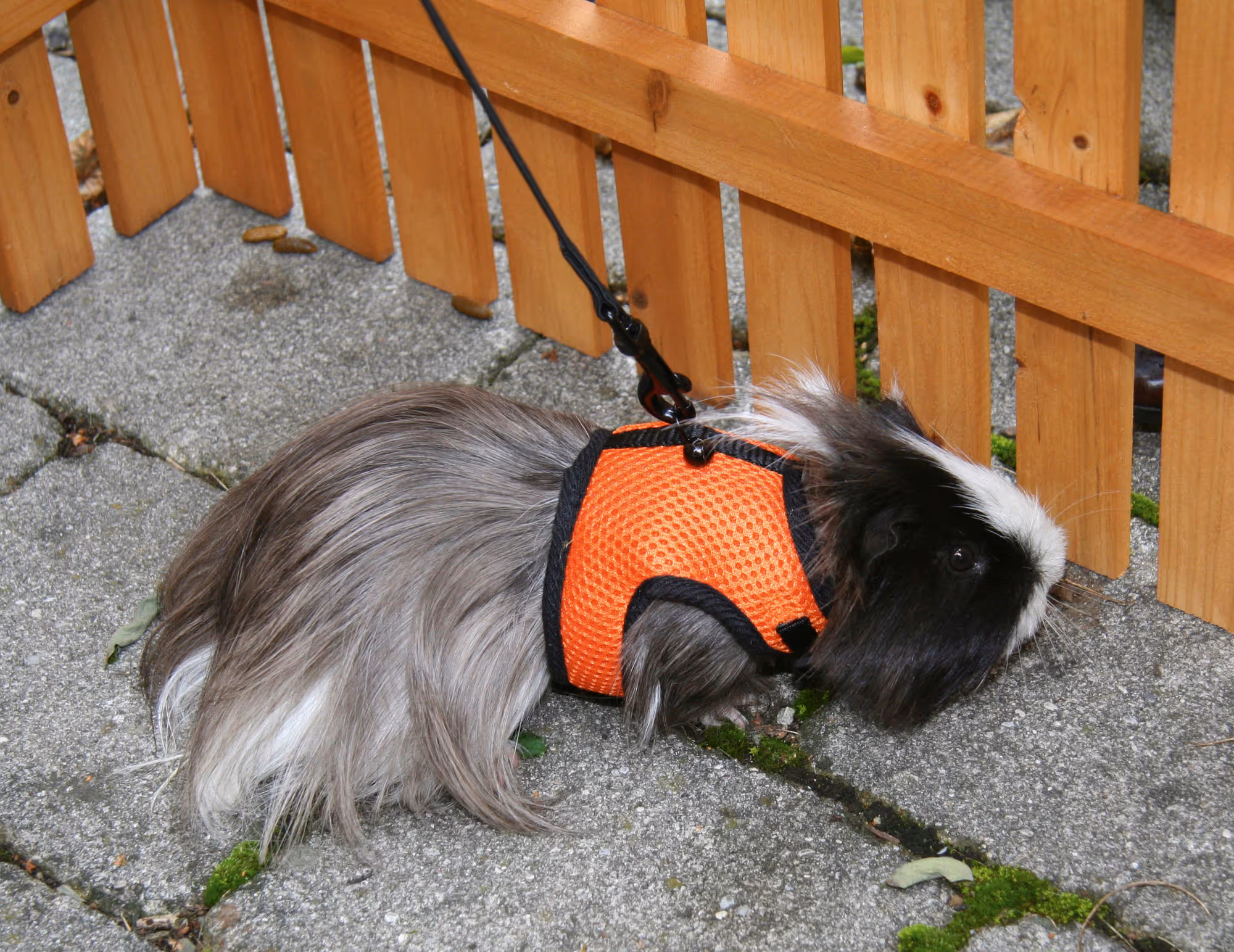 Harnais pour cochon d'inde SPORT 120 cm