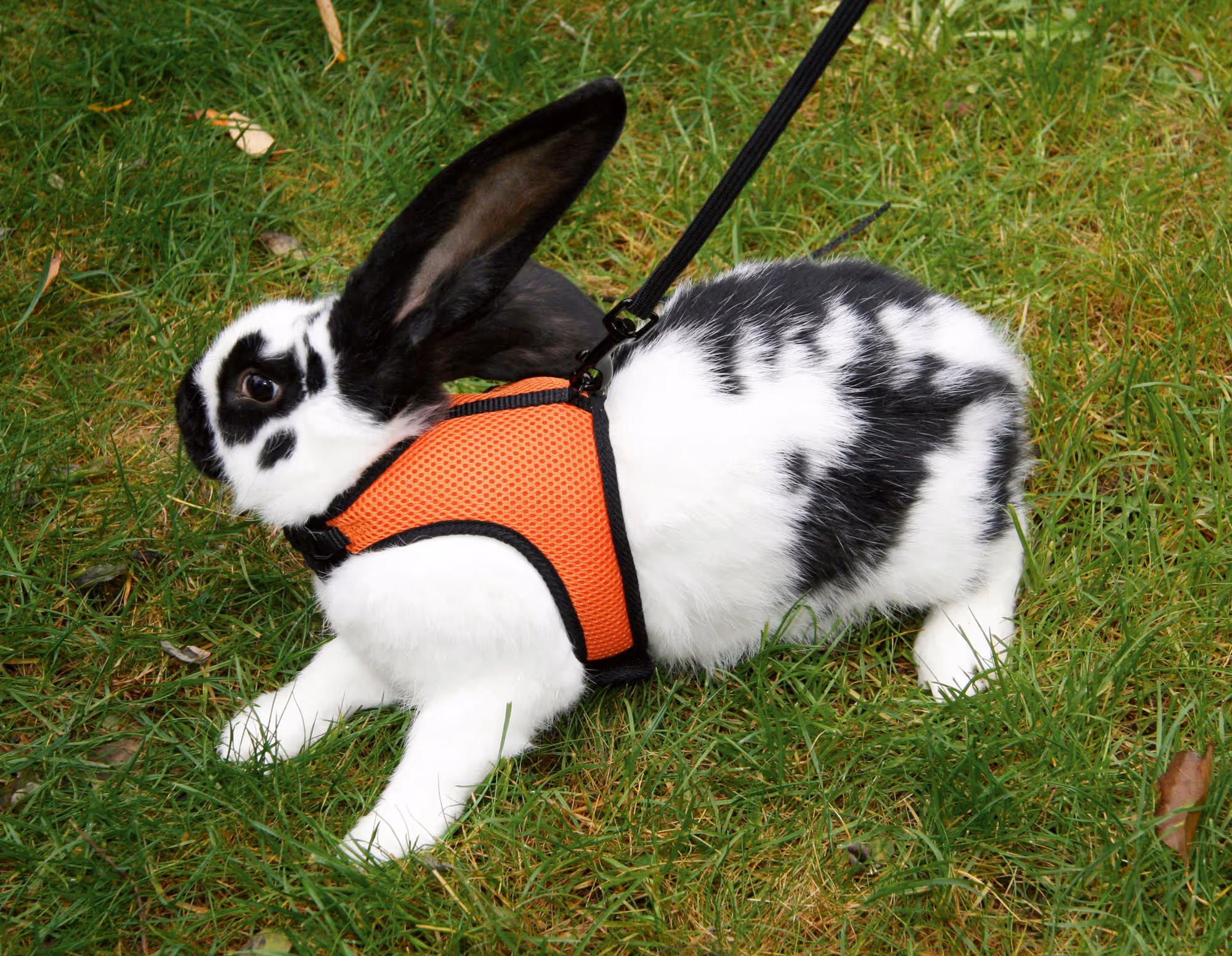 Harnais pour cochon d'inde SPORT 120 cm