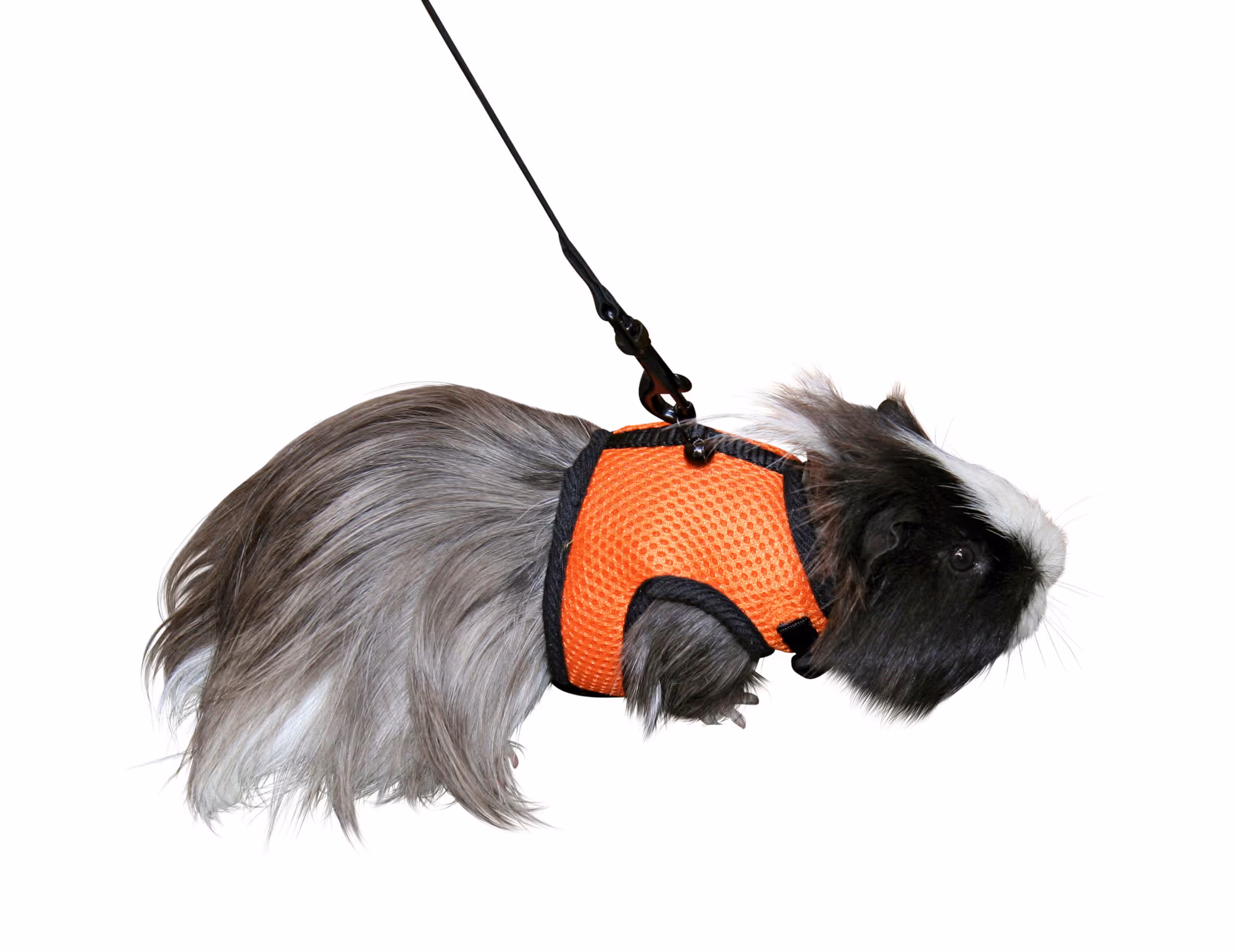 Harnais pour lapin Sport, 120 cm