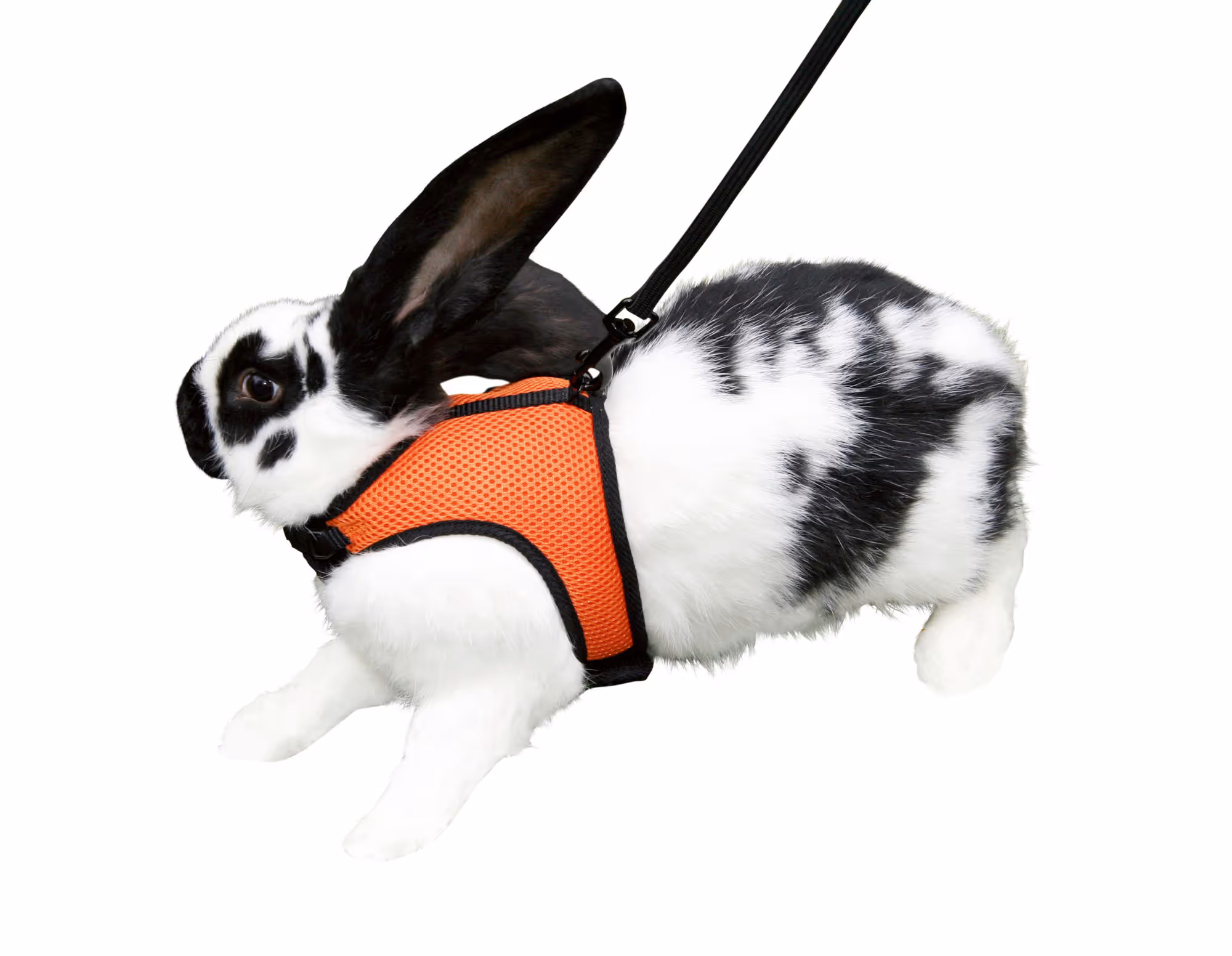 Harnais pour lapin Sport, 120 cm