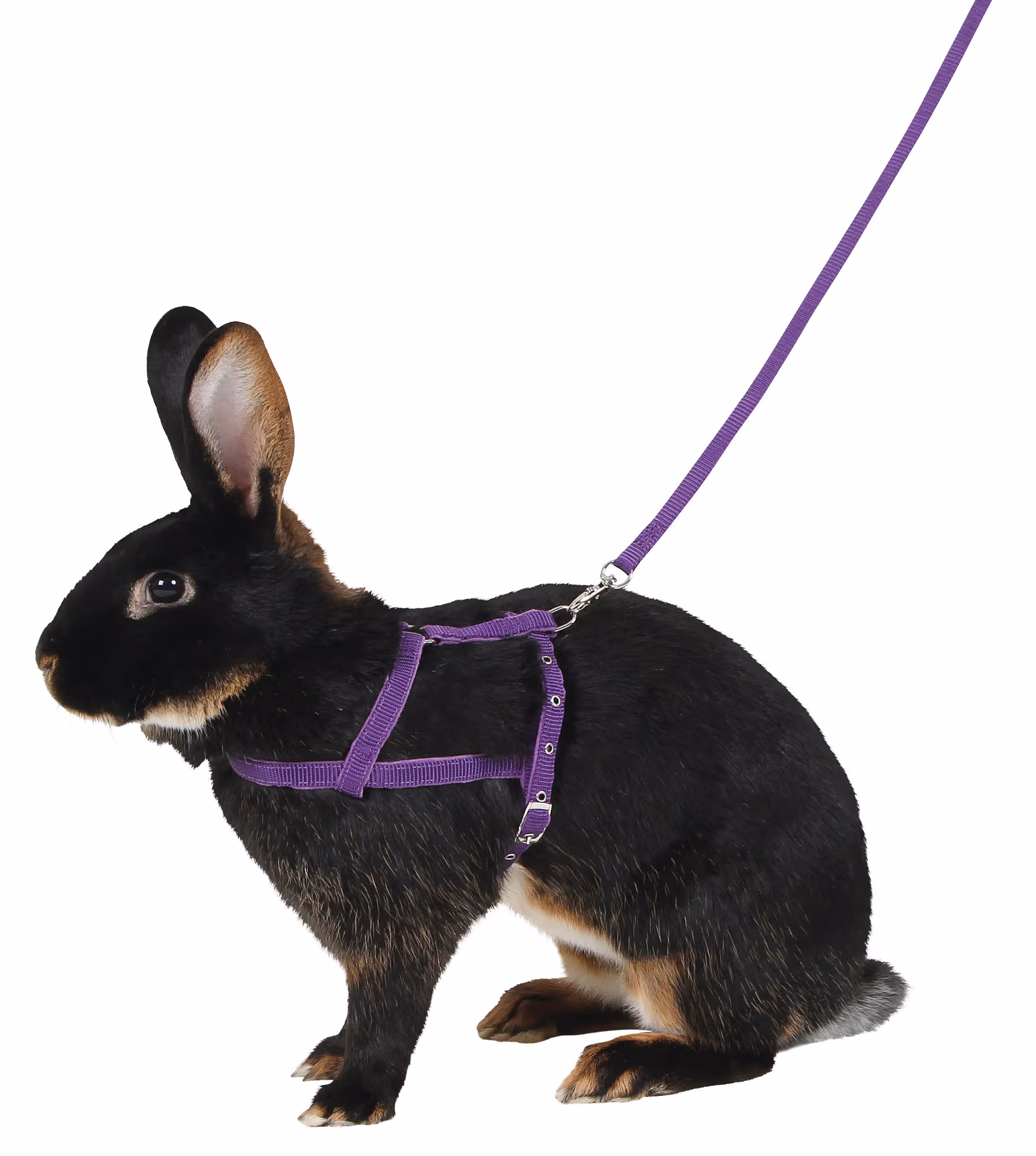 Harnais pour rongeur Agility violet, taille L