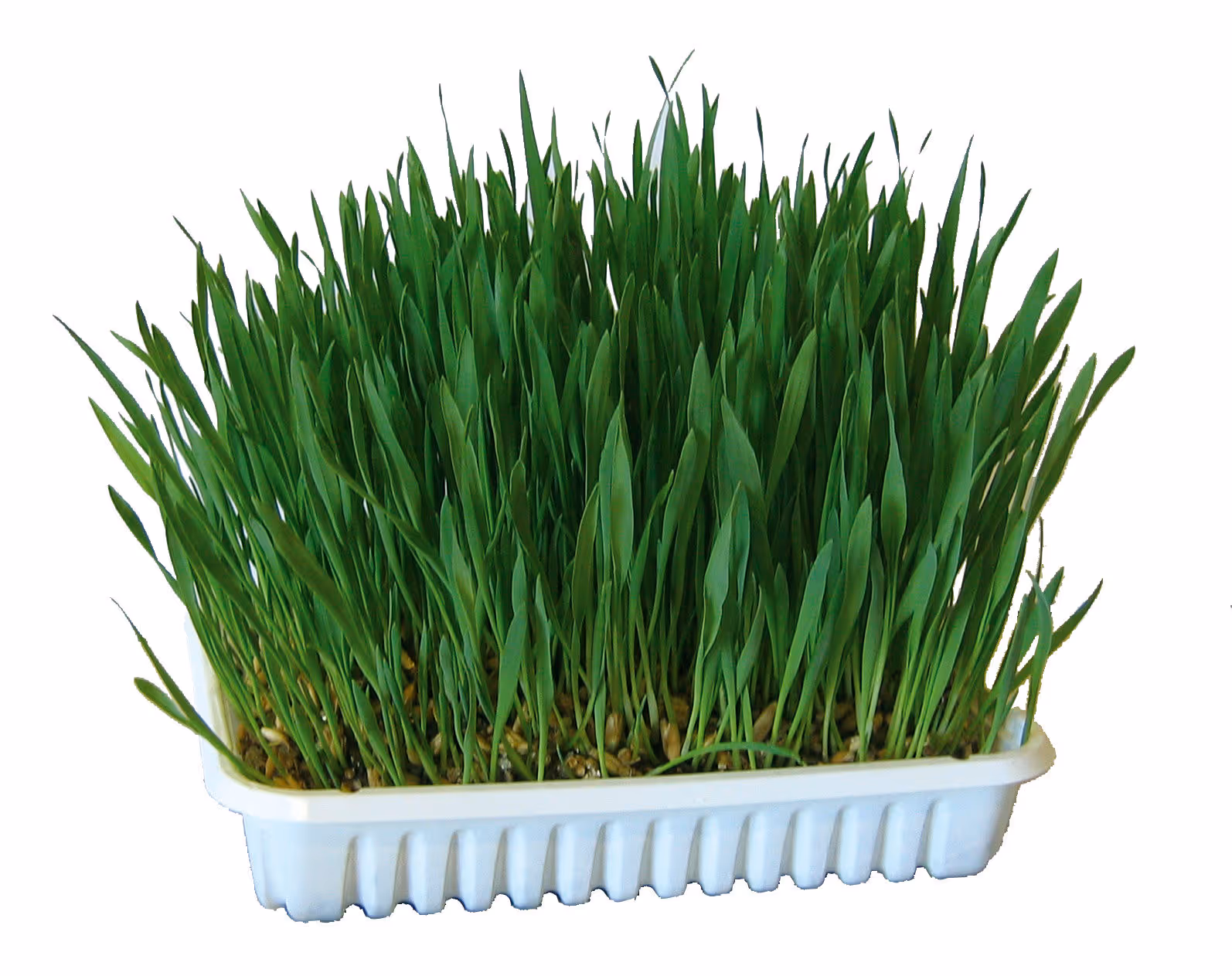 Herbe à chat 100g