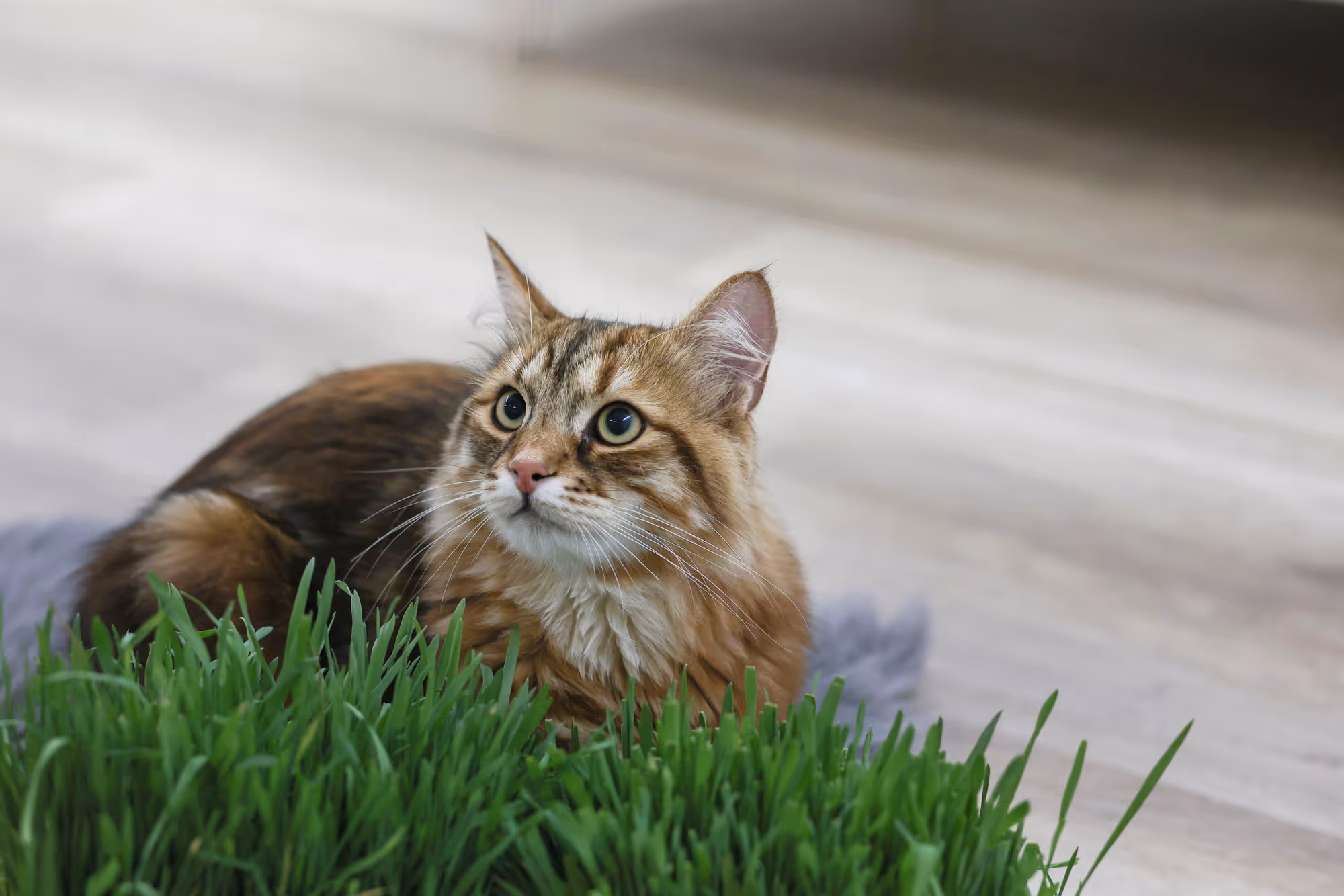 Herbe à chat 100g