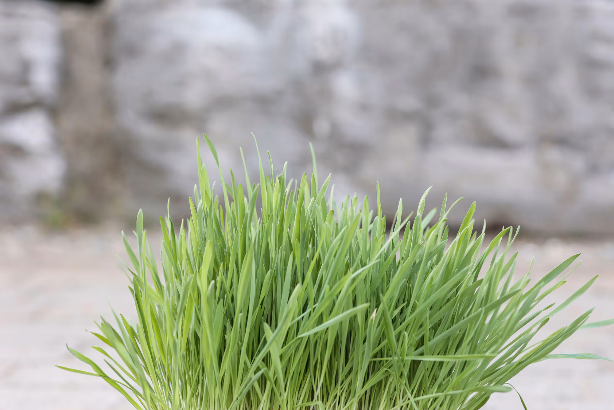 Herbe à ronger 100g, blé/avoine/orge