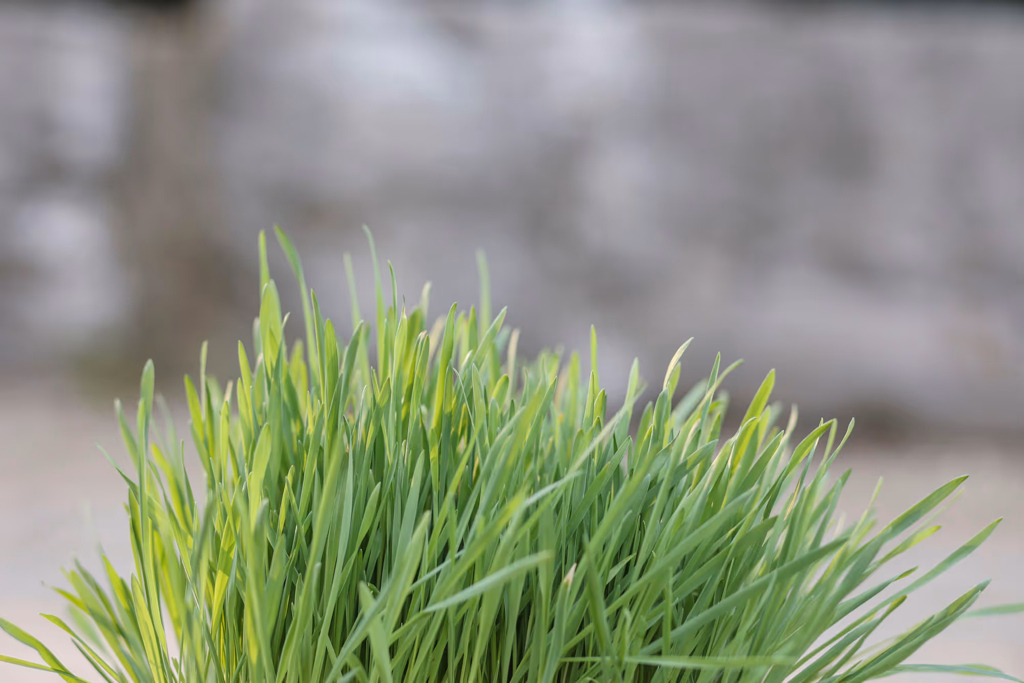 Herbe à ronger 100g, blé/avoine/orge