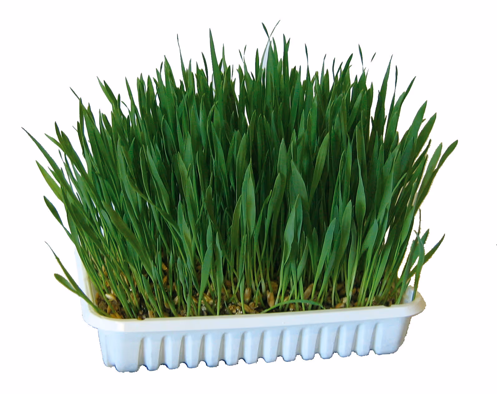 Herbe à ronger 100g, blé/avoine/orge