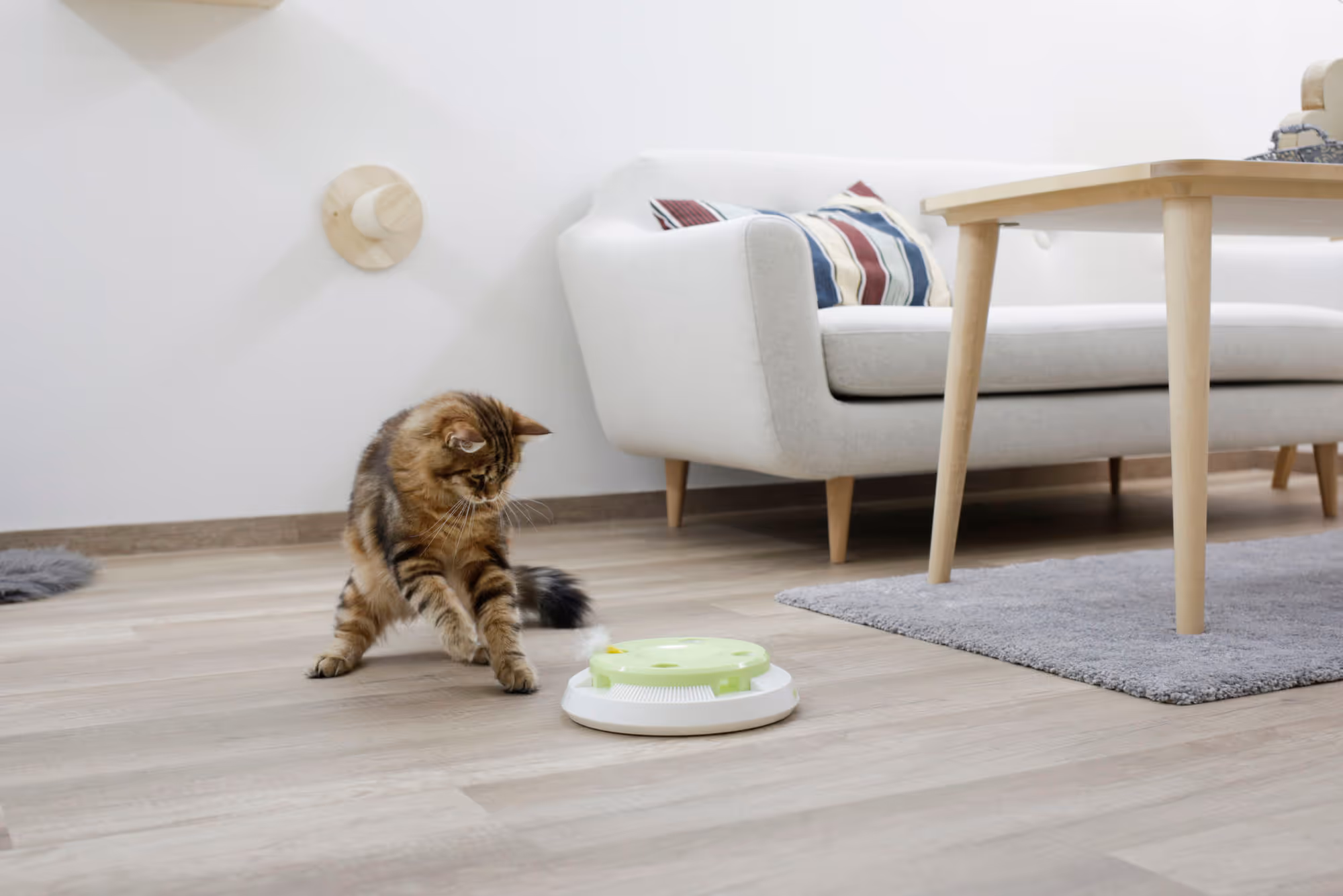 Jouet pour chat Pompom plastique, Ø26cm