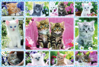 Puzzle chaton Schmidt SH56135 100 pièces