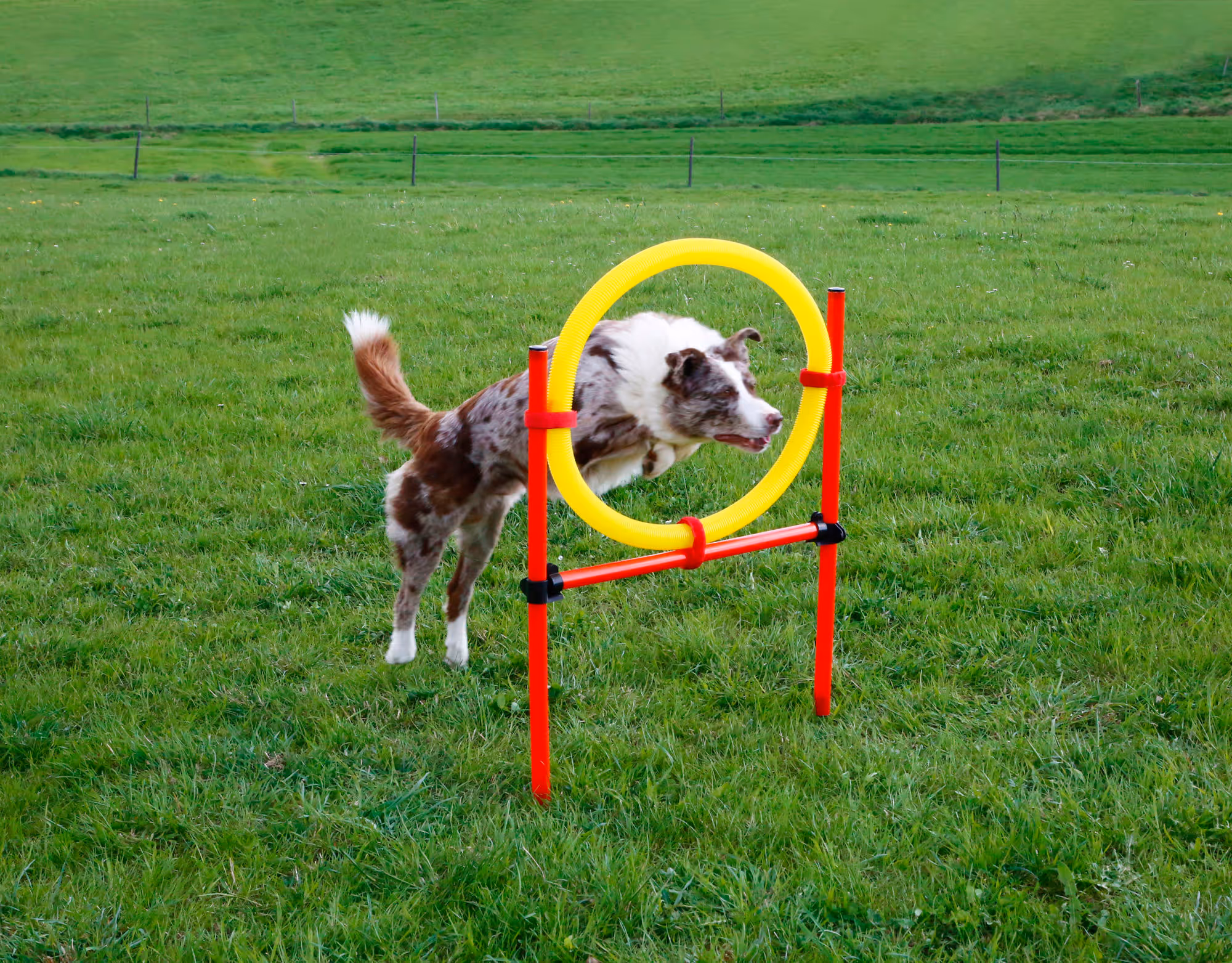 Kit complet Agility