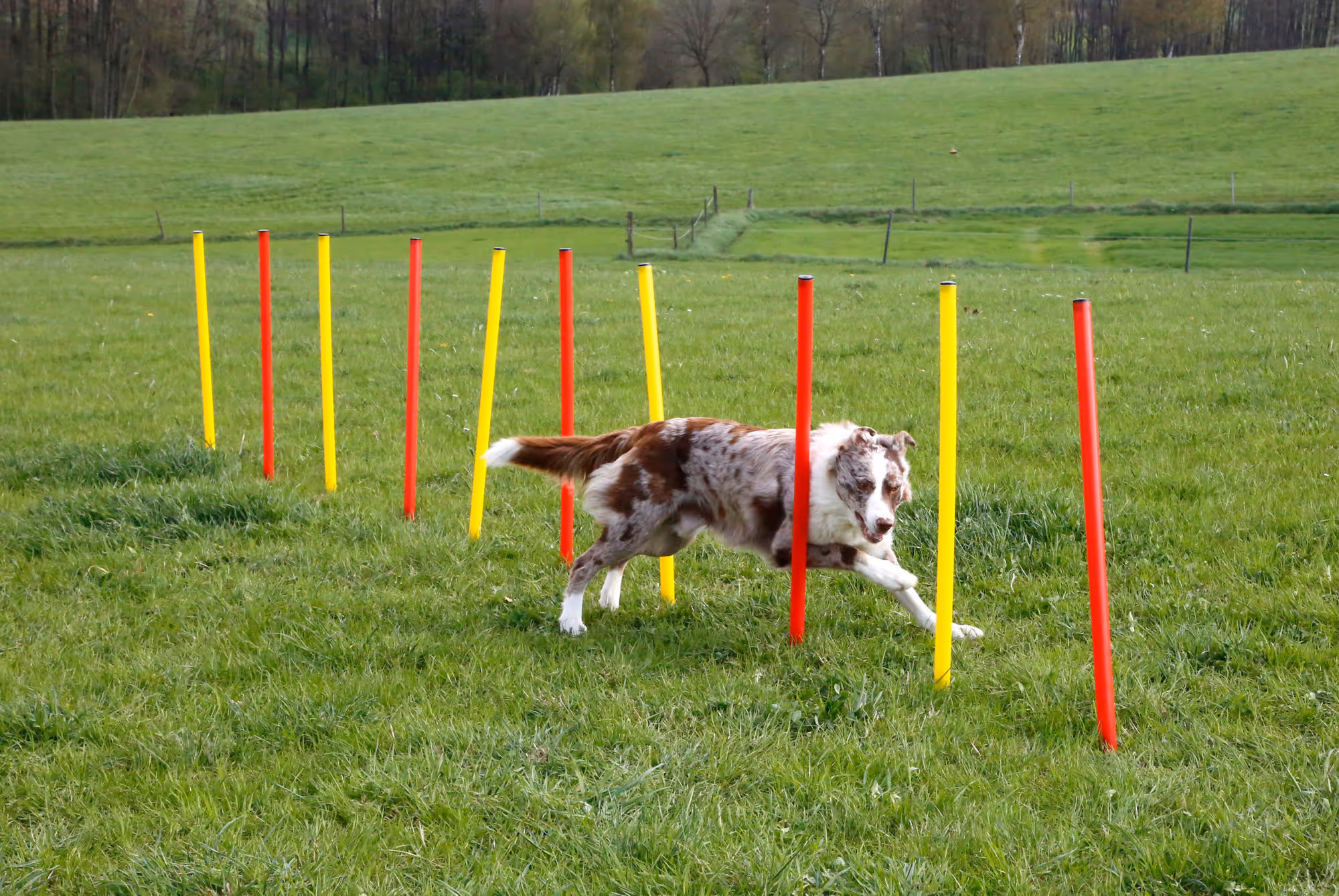 Kit complet Agility
