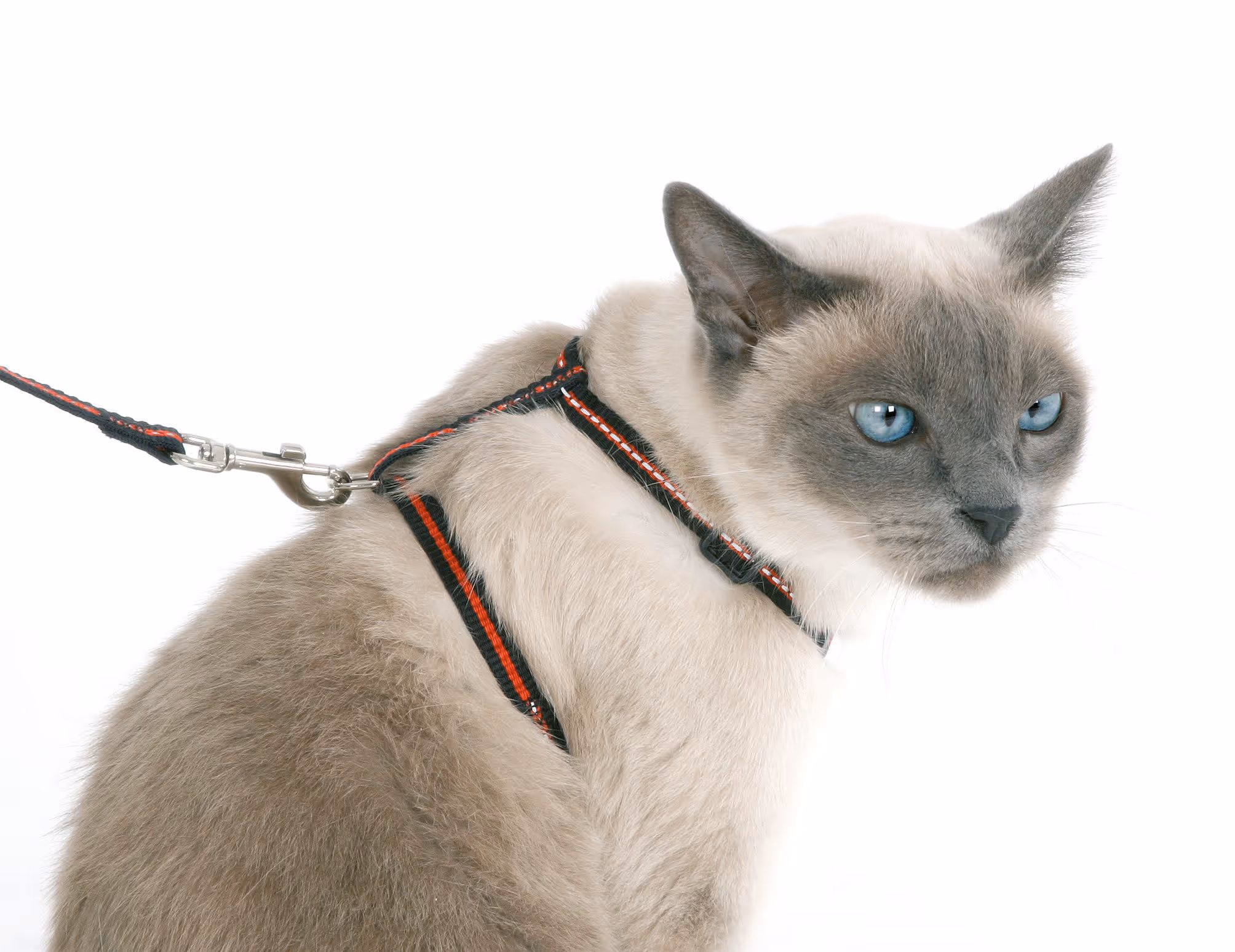 Kit pour chat harnais/laisse/collier