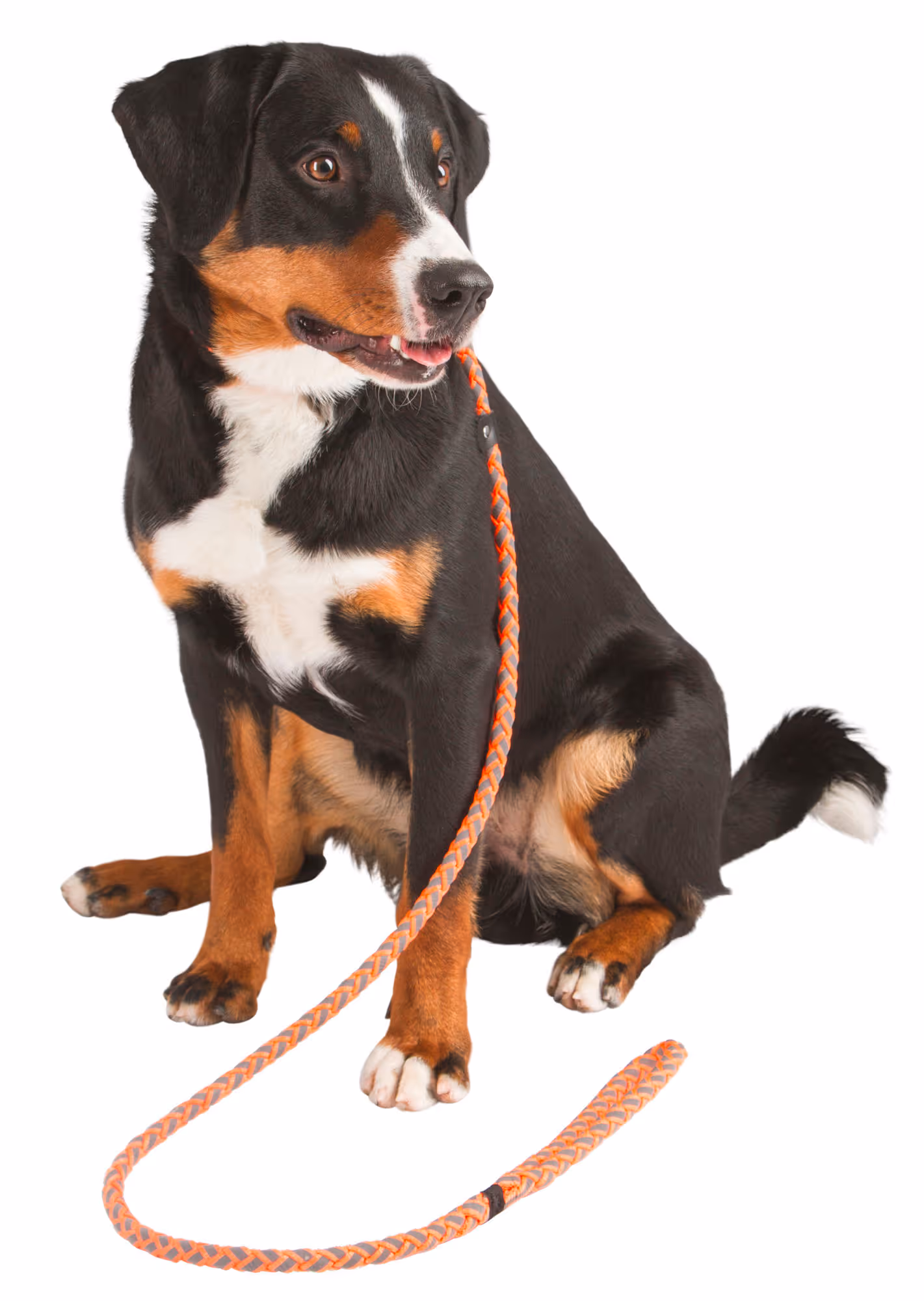 Laisse avec collier intégré Maxi Safe, orange fluo, 170cm