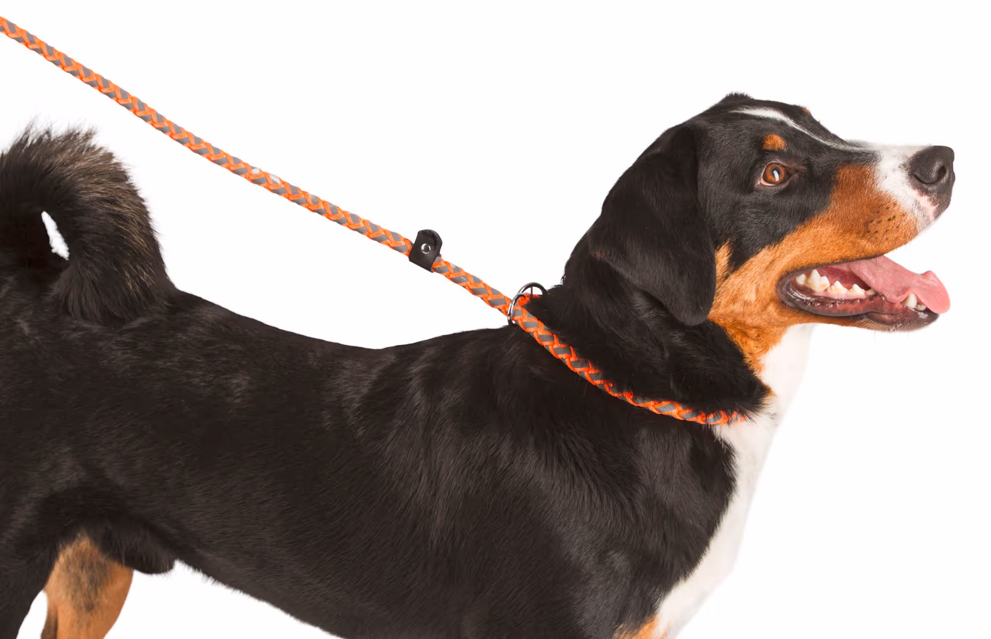 Laisse avec collier intégré Maxi Safe, orange fluo, 170cm