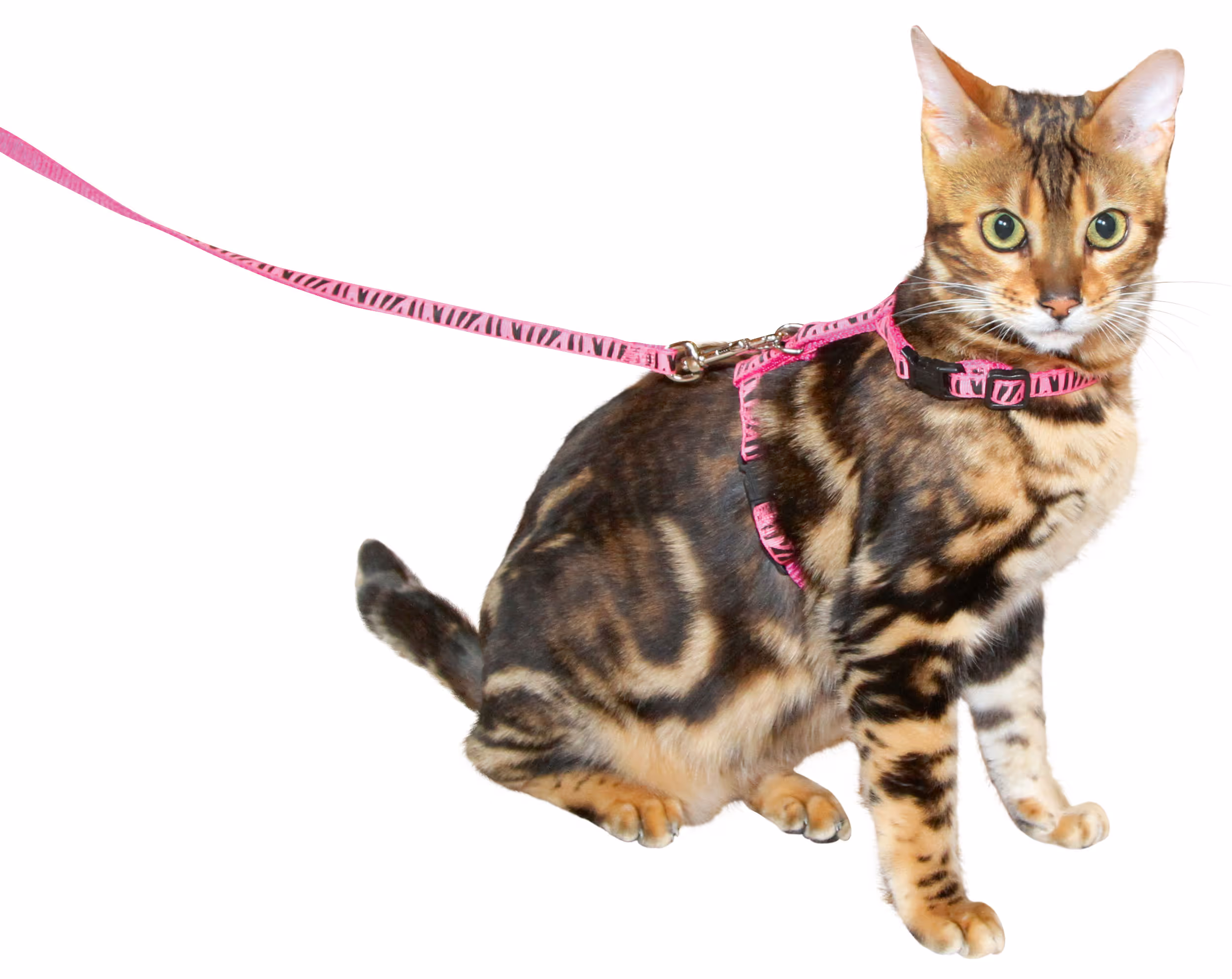 Laisse-harnais pour chat nylon pink/noir, 120cm