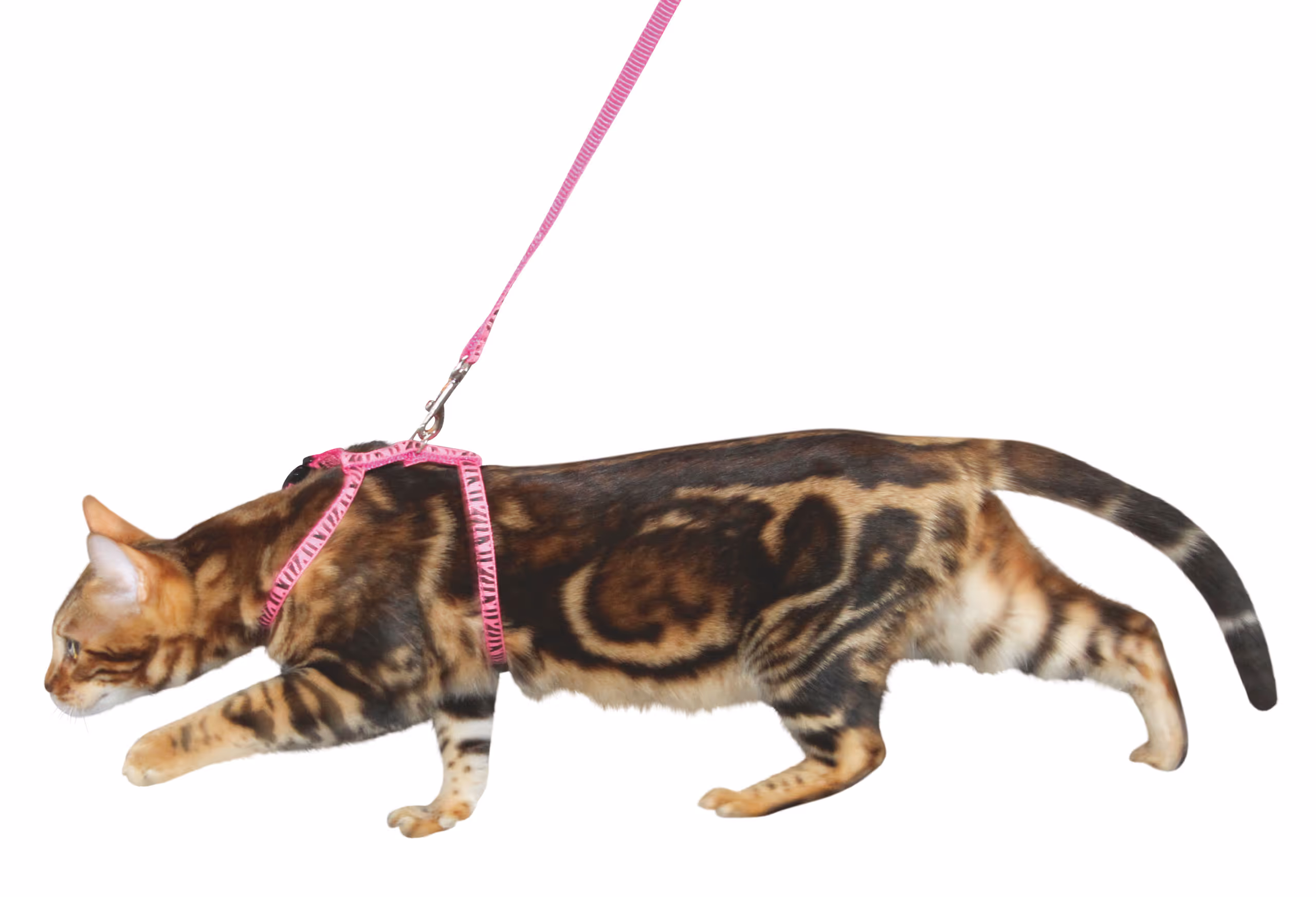 Laisse-harnais pour chat nylon pink/noir, 120cm