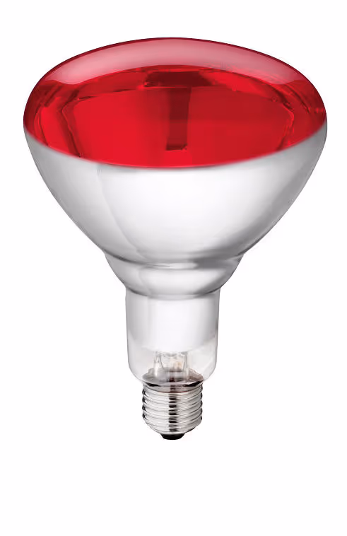 Lampe IR Philips 150W 240v rouge, verre renforcé