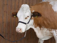 Licol avec longe en nylon noir 