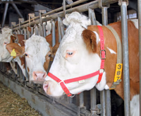 Licol bovin COMICE rouge 