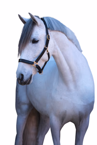 Licol Eco, cuir noir, Pony
