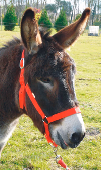 Licol cheval Eco nylon rouge - Lacmé