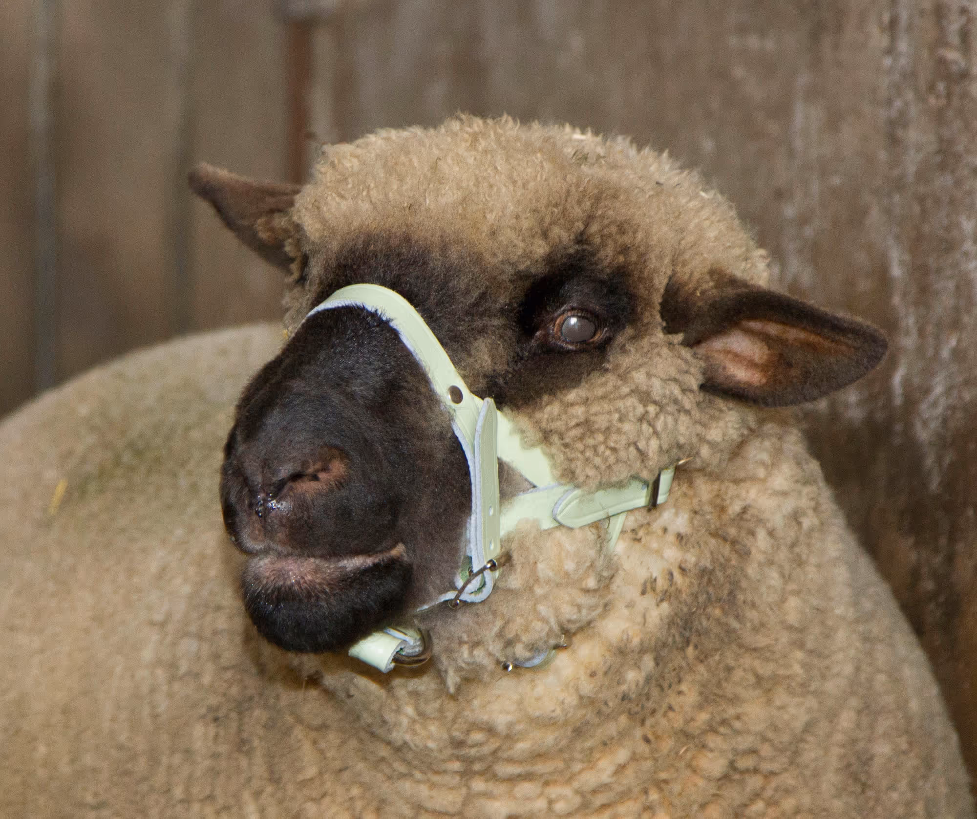 Licol mouton cuir 