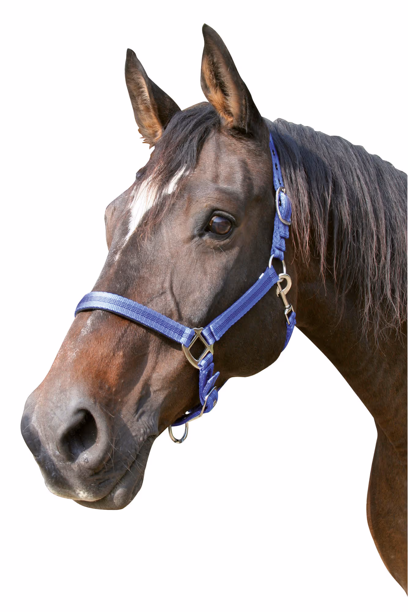 Licol Mustang, Cob 2 réglages, bleu/noir