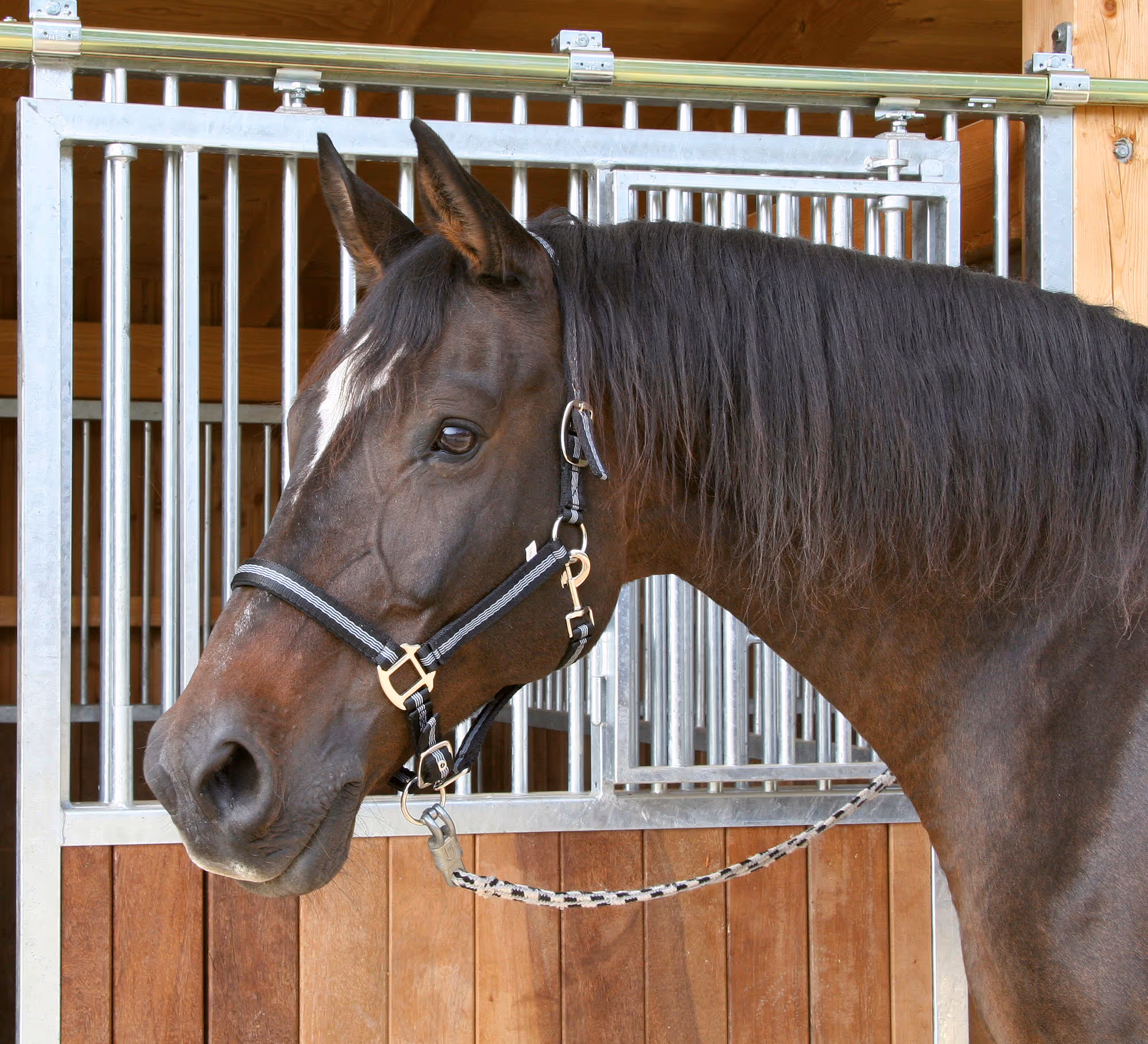 Licol Mustang, Pony 2 réglages, noir/argent