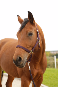Licol nylon Hippo, Foal aubergine