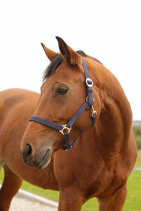 Licol nylon Hippo, Foal marine