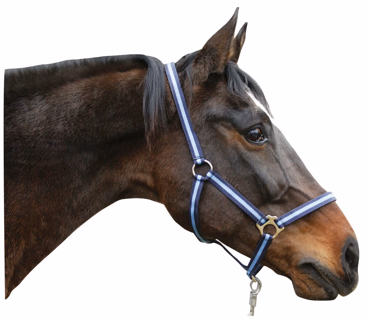 Licol nylon Hippo, Foal marine/bleu clair