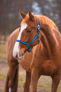 Licol nylon Hippo, Foal marine/bleu clair