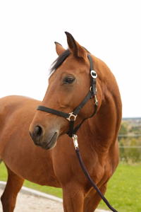 Licol nylon Hippo, Foal noir