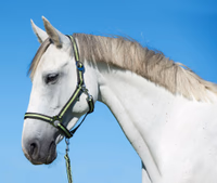 Licol nylon Hippo, Full anthracite/lemon