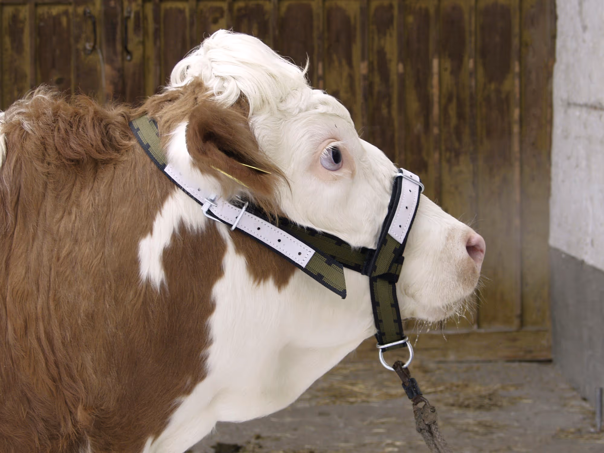 Licol pour vache en trévira 