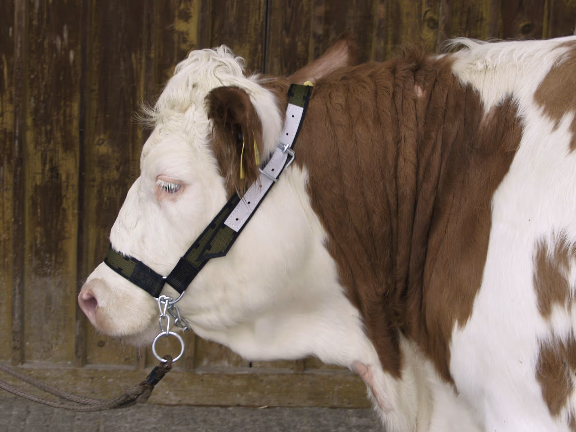 Licol pour vaches en Trévira avec chaîne jugulaire + anneau
