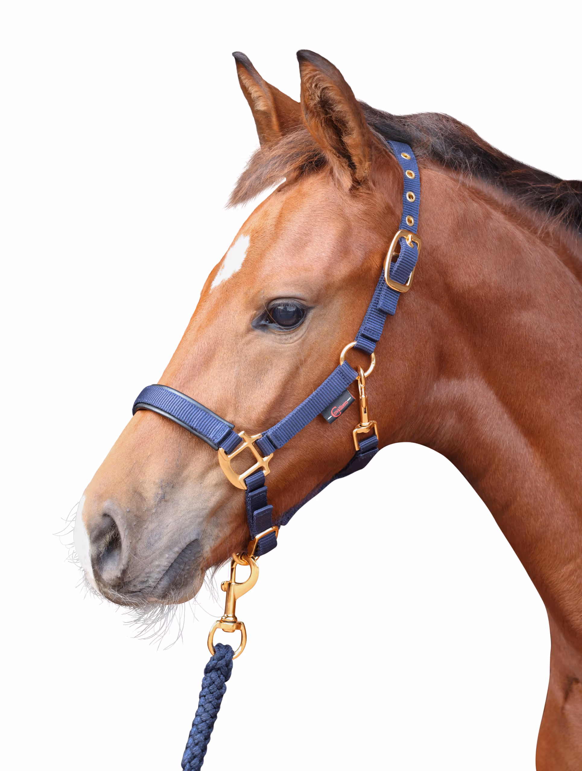 Licol TopLine Navy, Poulain