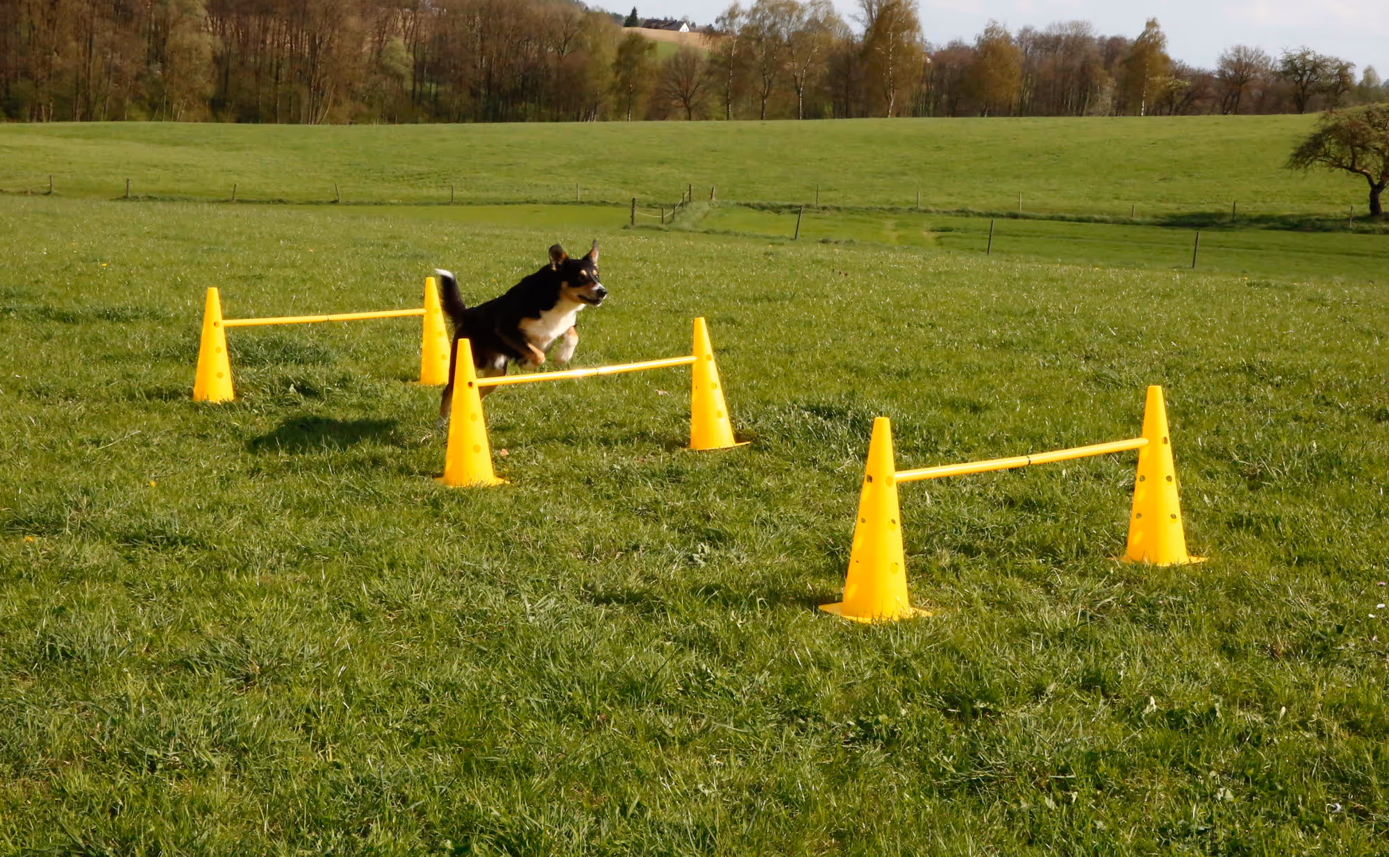 Lot cônes et barres d'obstacle Agility