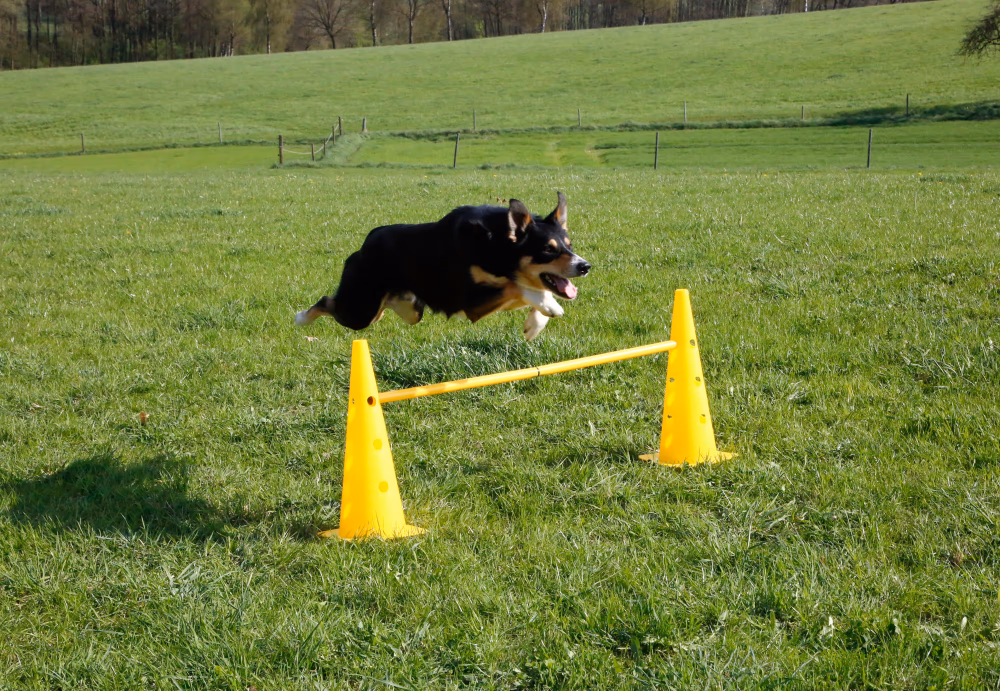 Lot cônes et barres d'obstacle Agility