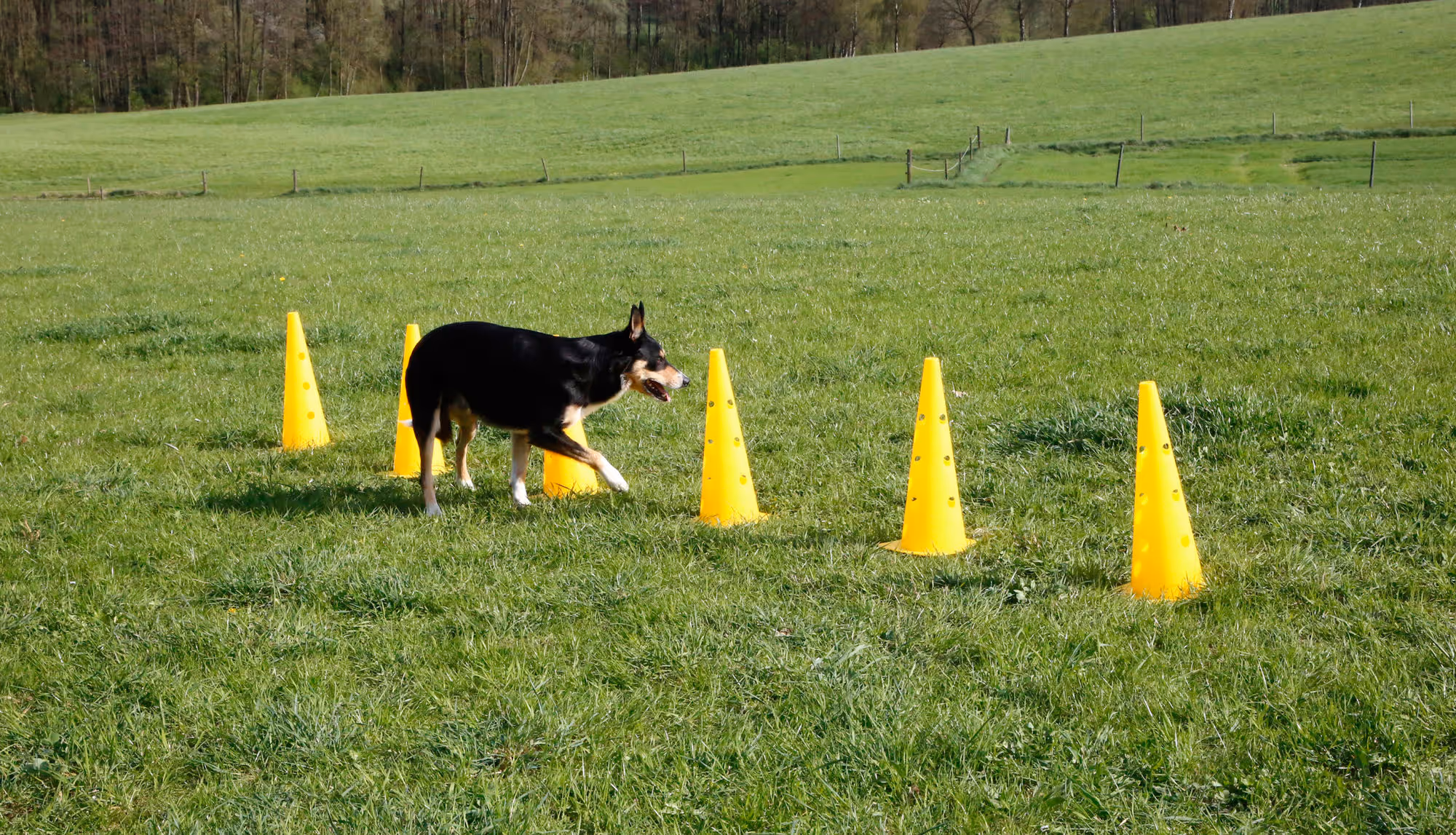 Lot cônes et barres d'obstacle Agility